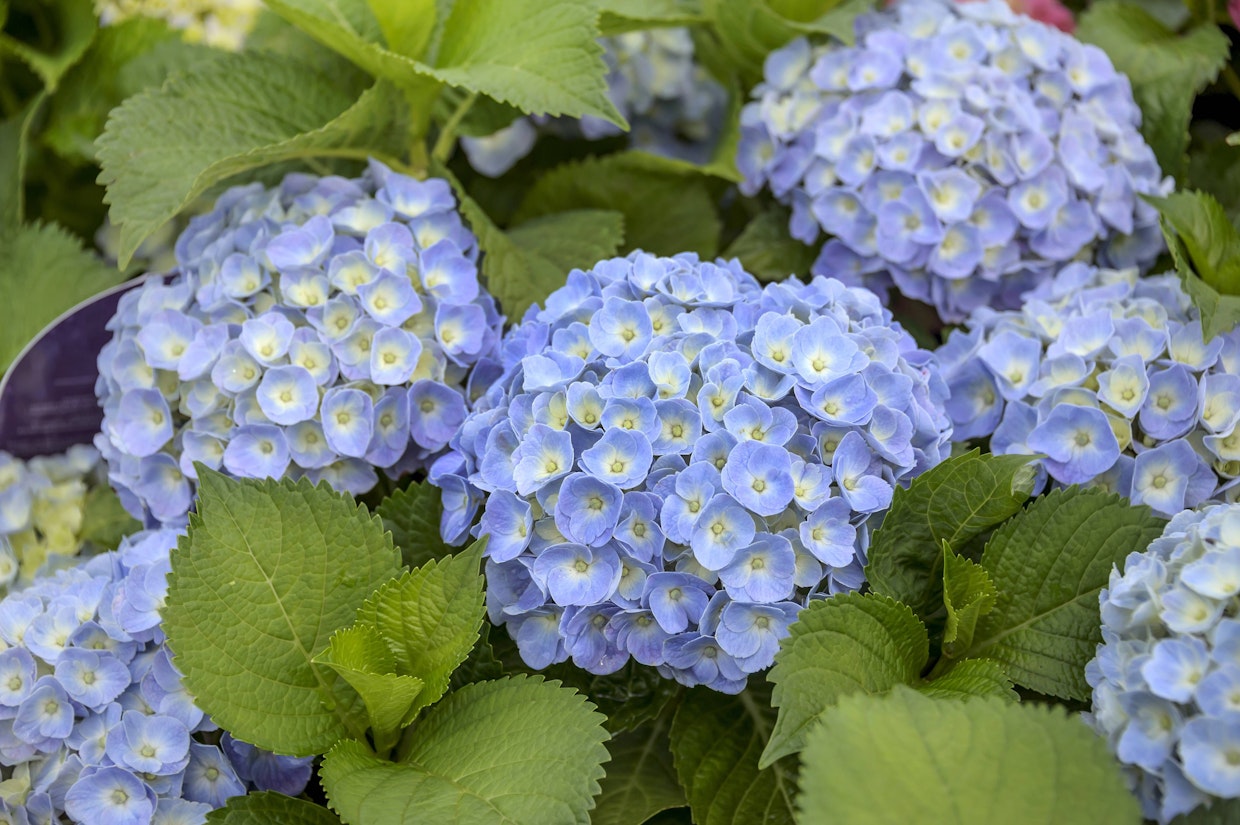 Hortensien richtig schneiden, pflanzen und pflegen: Die besten Tipps vom Profi-Gärtner!