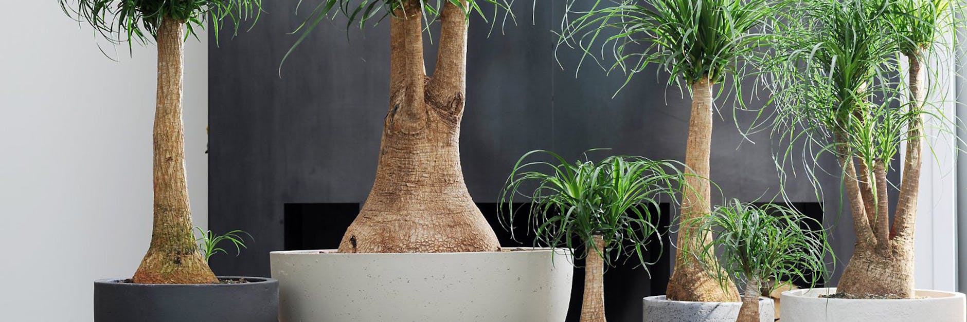 Der Elefantenfuß kann Monate ohne Wasser überleben, da es im keulenförmigen Stamm gespeichert ist