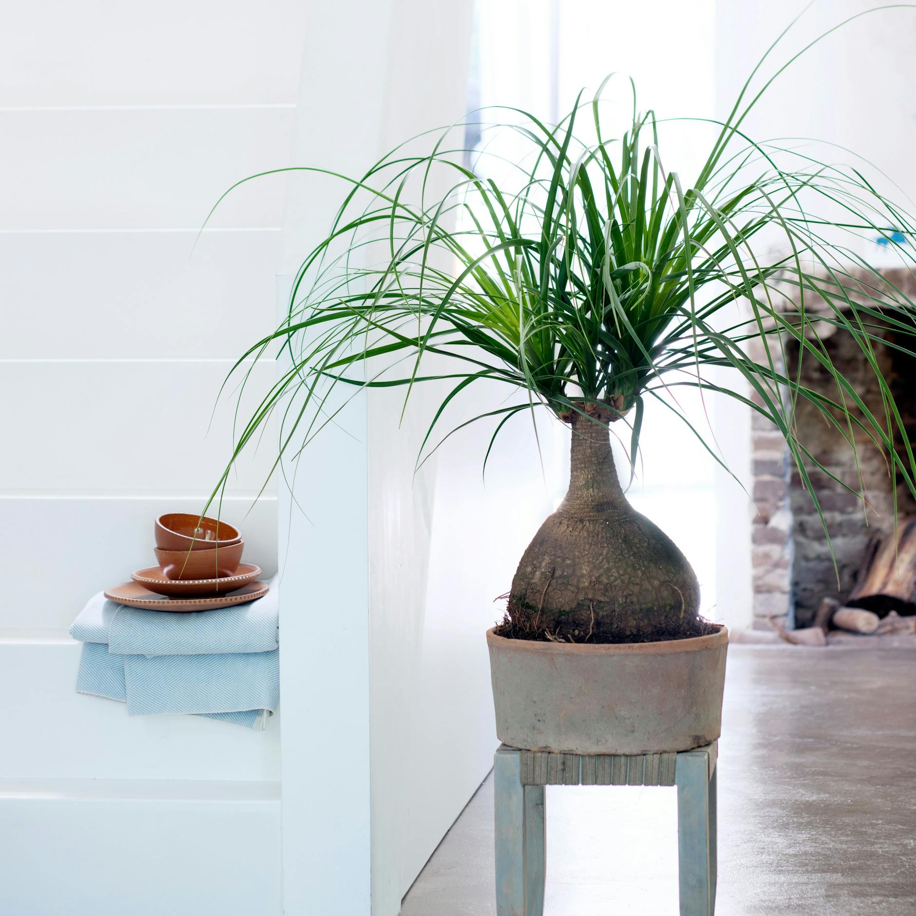 Der Elefantenfuß mag einen hellen Platz, aber nicht die direkte Sonneneinstrahlung am Fenster.