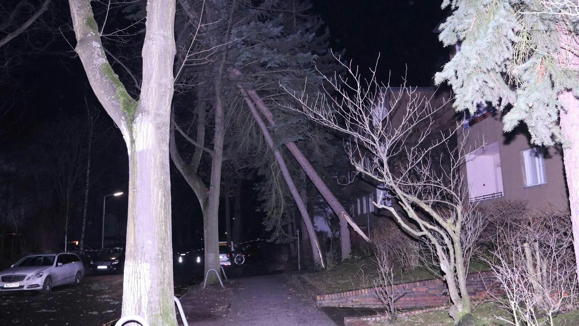 Der Tannenbaum in der Charlottenstraße in Lankwitz wird nur noch von umstehenden Bäumen gestützt.