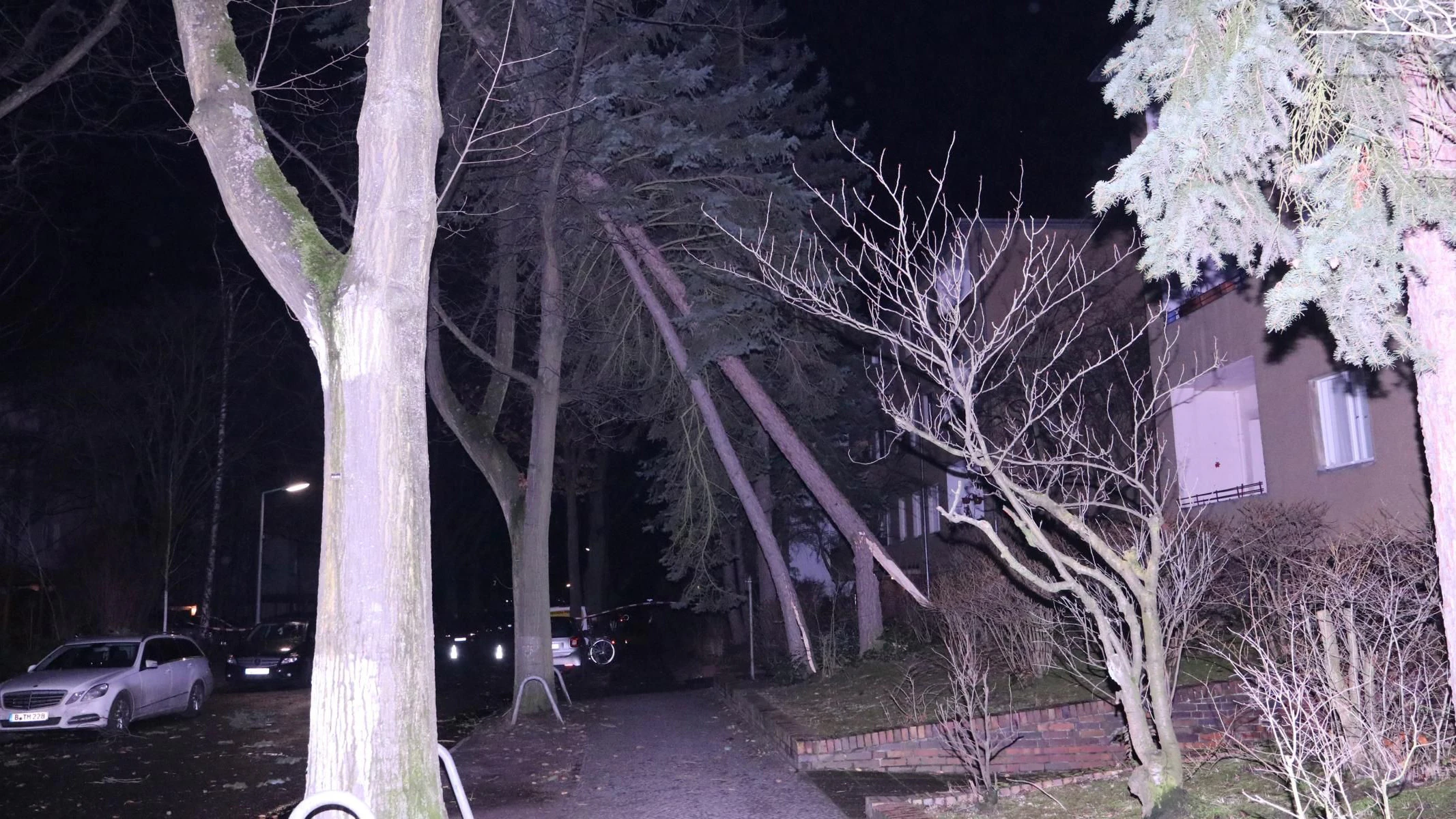 Der Tannenbaum in der Charlottenstraße in Lankwitz wird nur noch von umstehenden Bäumen gestützt.