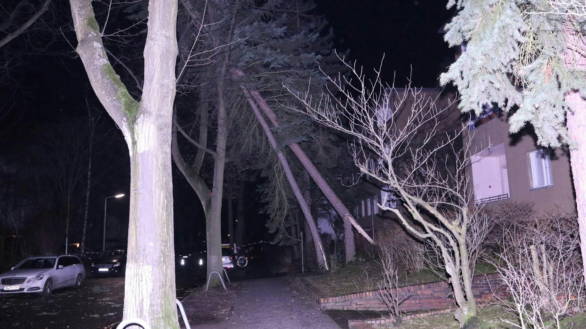 Der Tannenbaum in der Charlottenstraße in Lankwitz wird nur noch von umstehenden Bäumen gestützt.