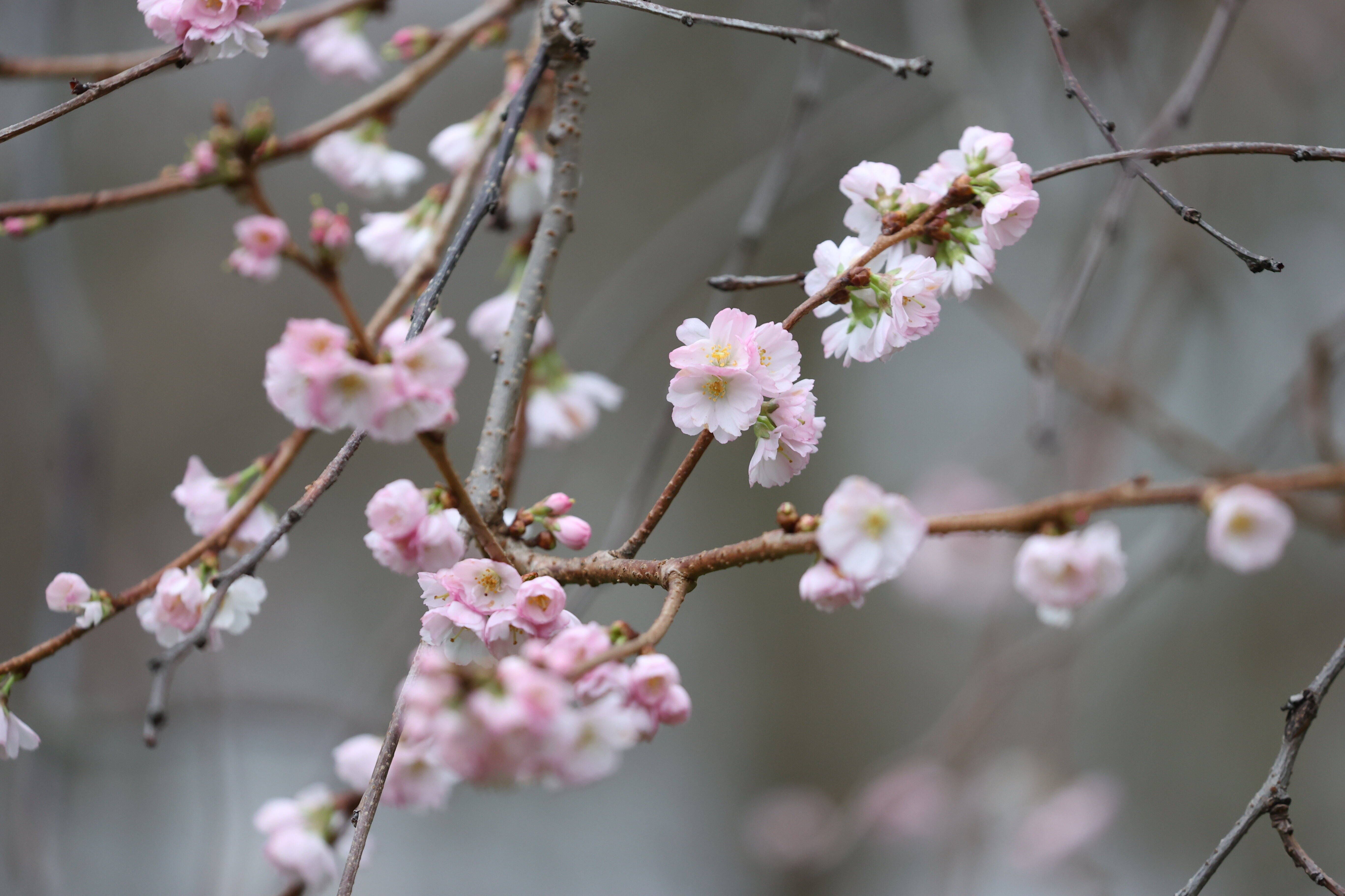 Wetter: Januar endet rekordverdächtig warm und auch der Februar ist nichts für Winterfans