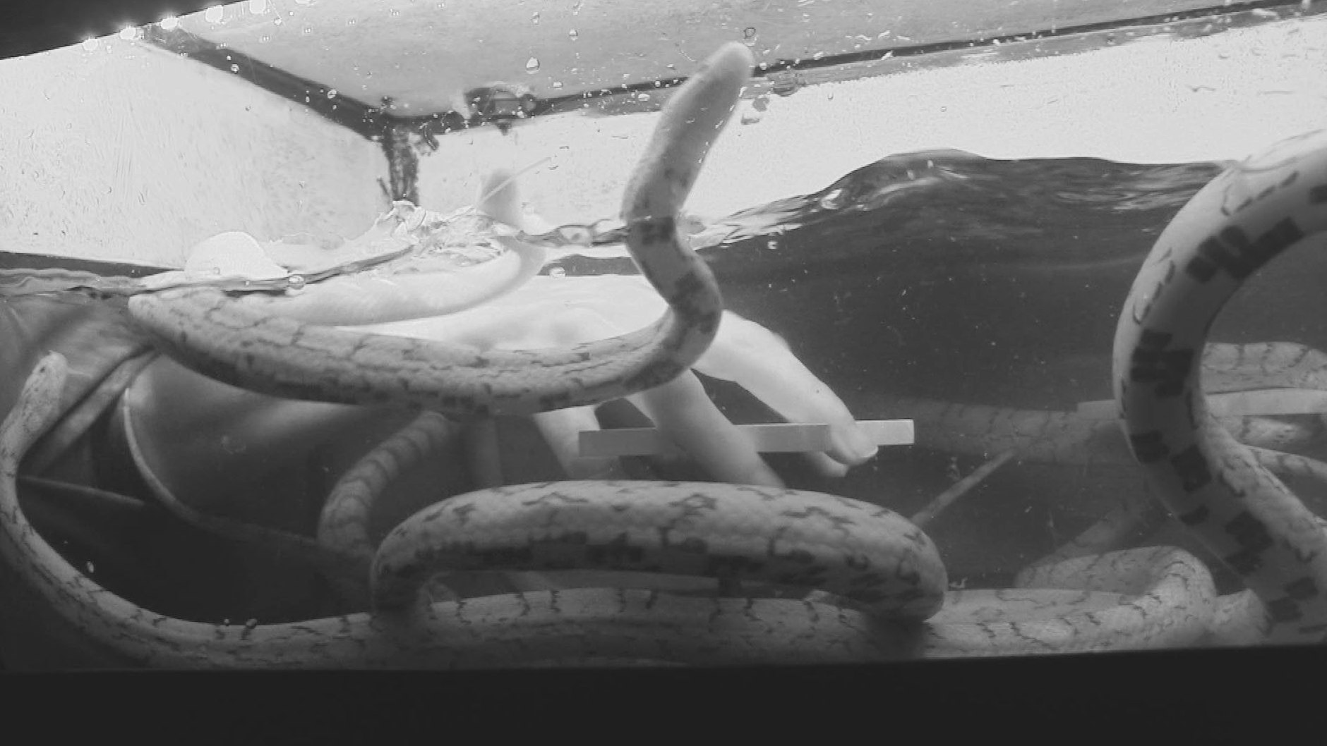 Schlangen im Dschungel – nicht wirklich gefährlich.