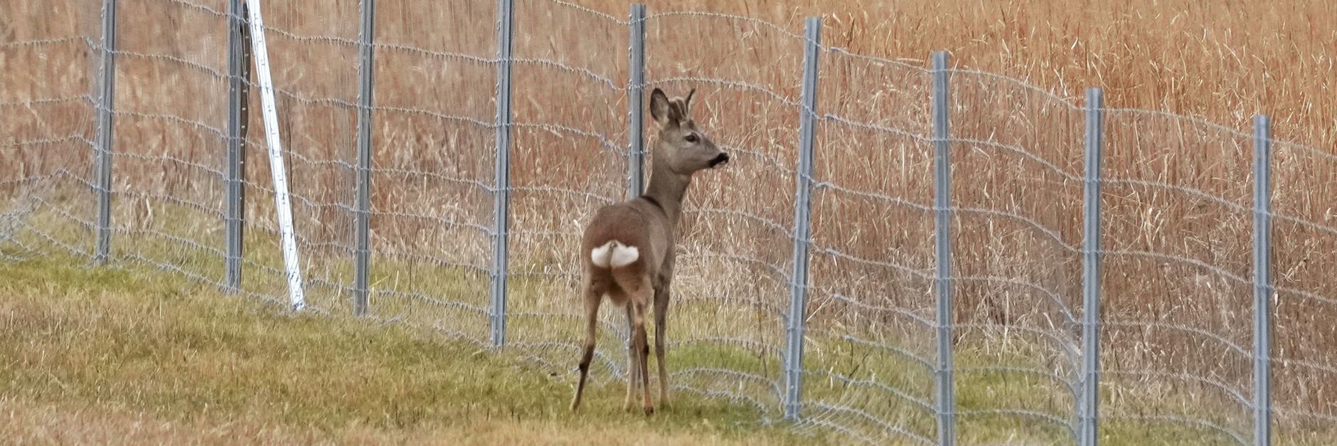 Rehen wird durch den Zaun der Weg versperrt.
