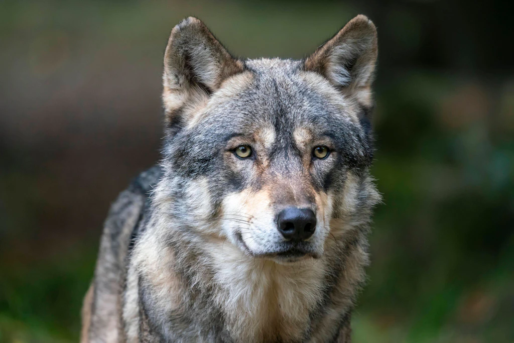 Senat: Vermeintlicher Wolf in Spandau ist doch ein Hund