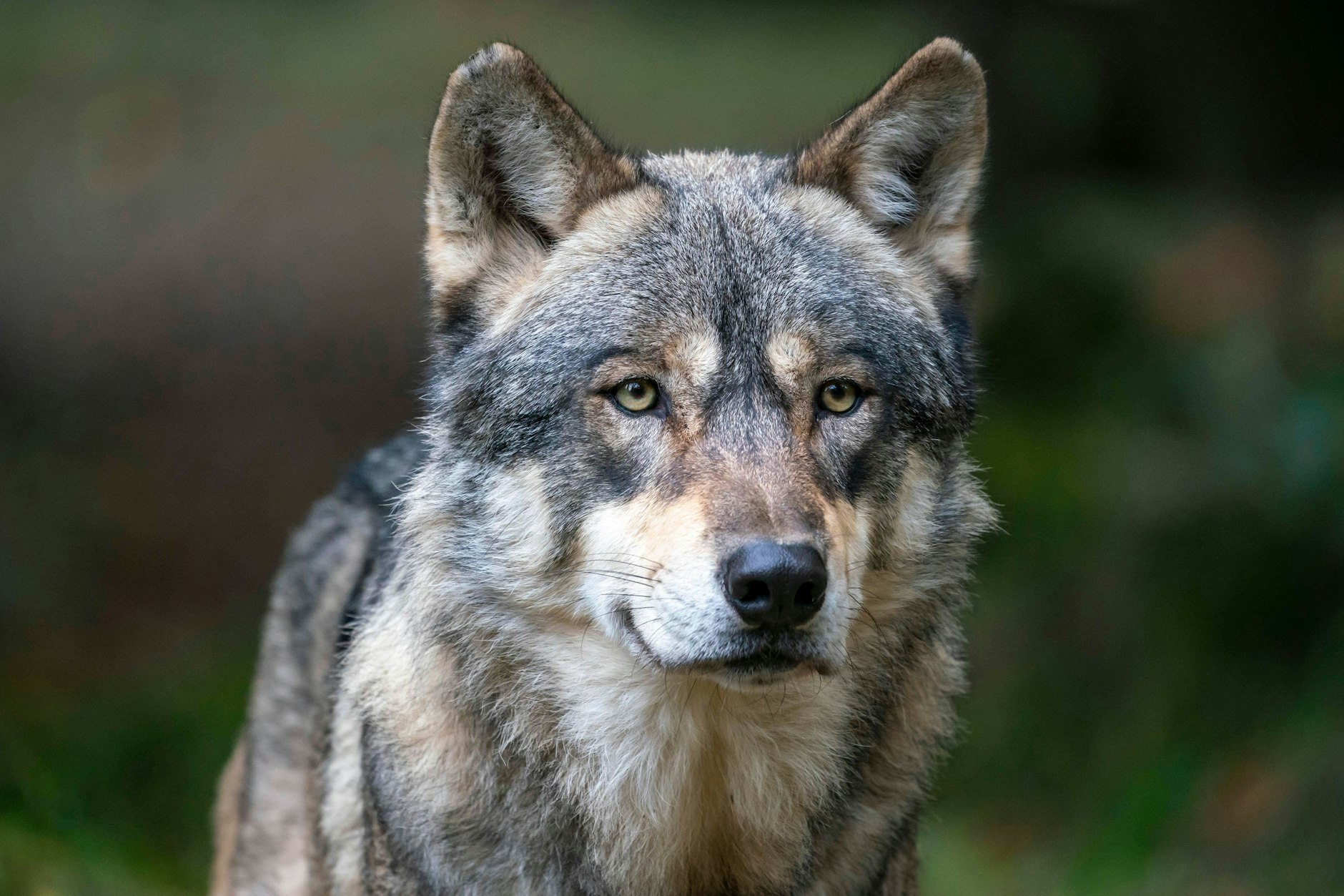Ein Tier wurde in Berlin gesichtet. Zuerst dachte die Polizei, es wäre ein Wolf. Doch es war ein Hund