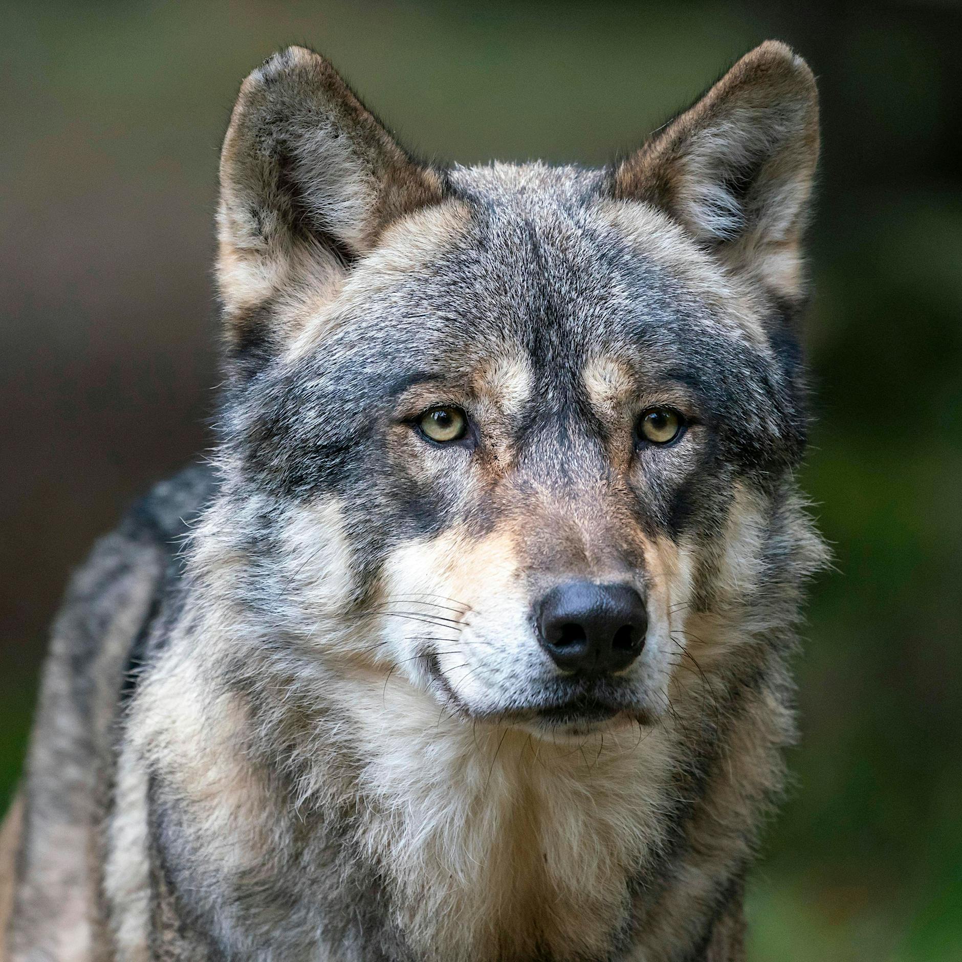 Senat: Vermeintlicher Wolf in Spandau ist doch ein Hund