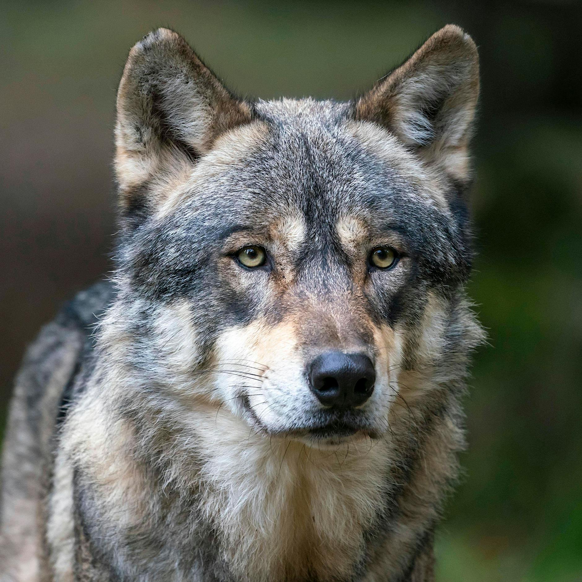 Westlich von Berlin: Wolf beißt Hund – Jagdverband fordert sofortigen Abschuss