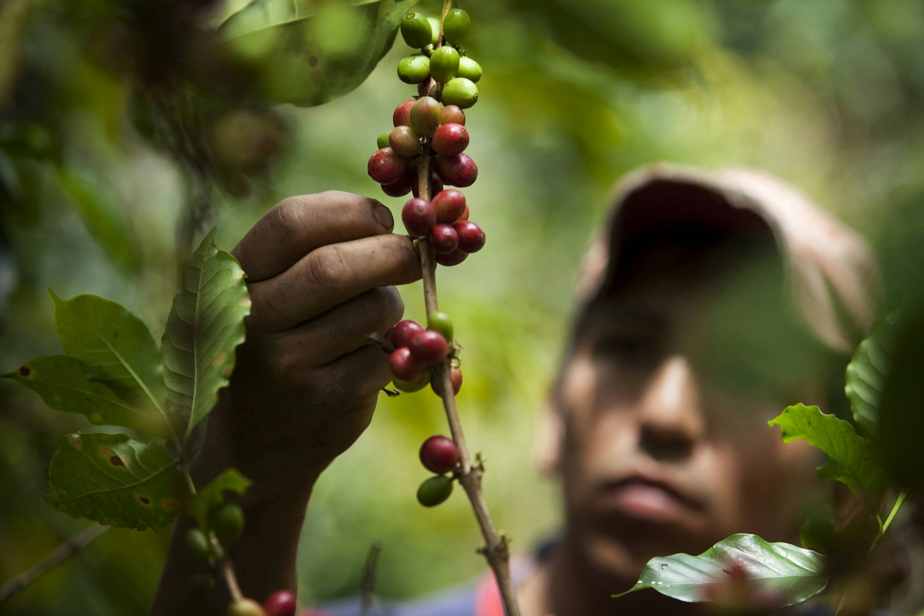 Arbeiter ernten im Schatten angebauten Kaffee in der Nähe von Socorro in Kolumbien.