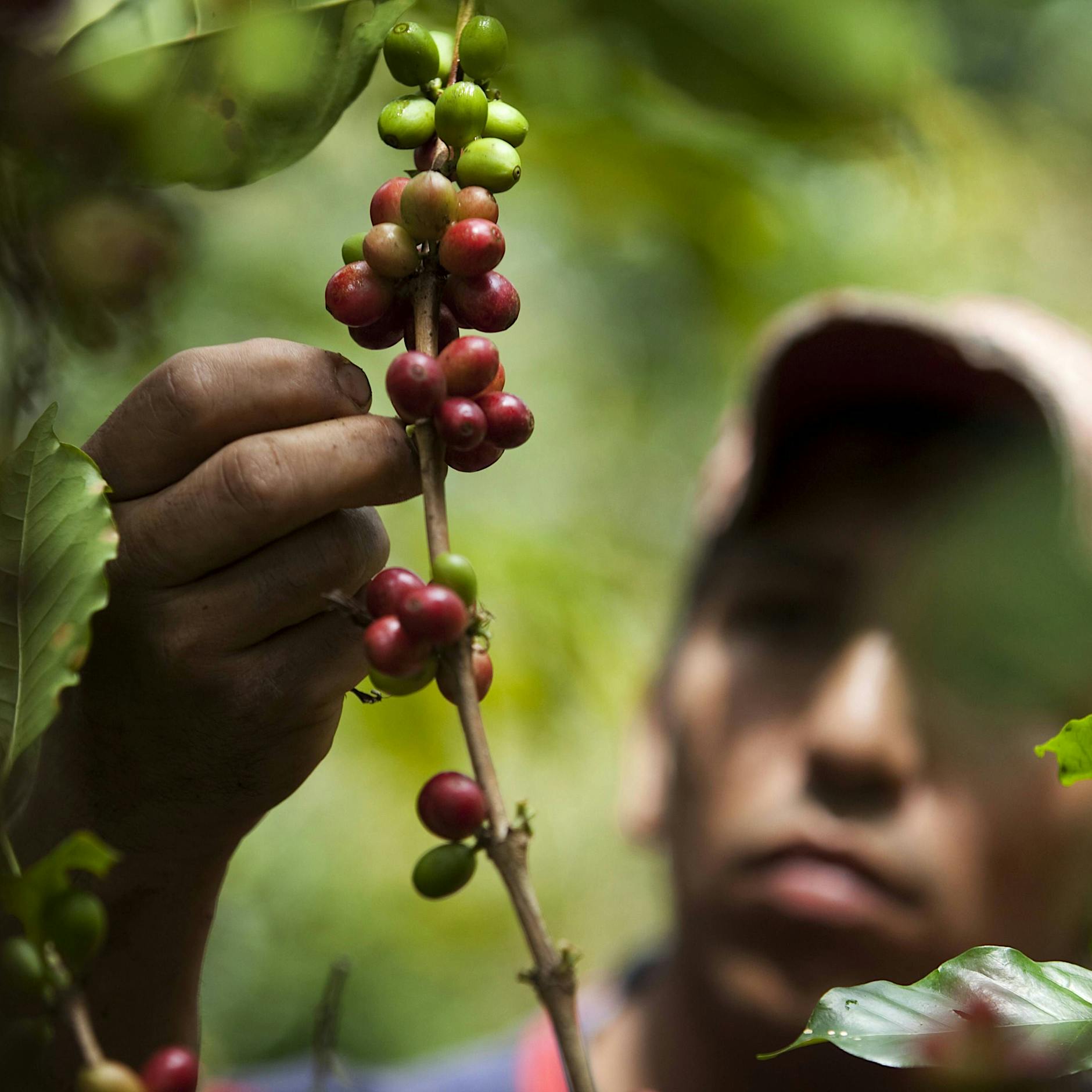 Gibt es künftig keinen Kaffee mehr? Klimawandel zerstört den Anbau weltweit