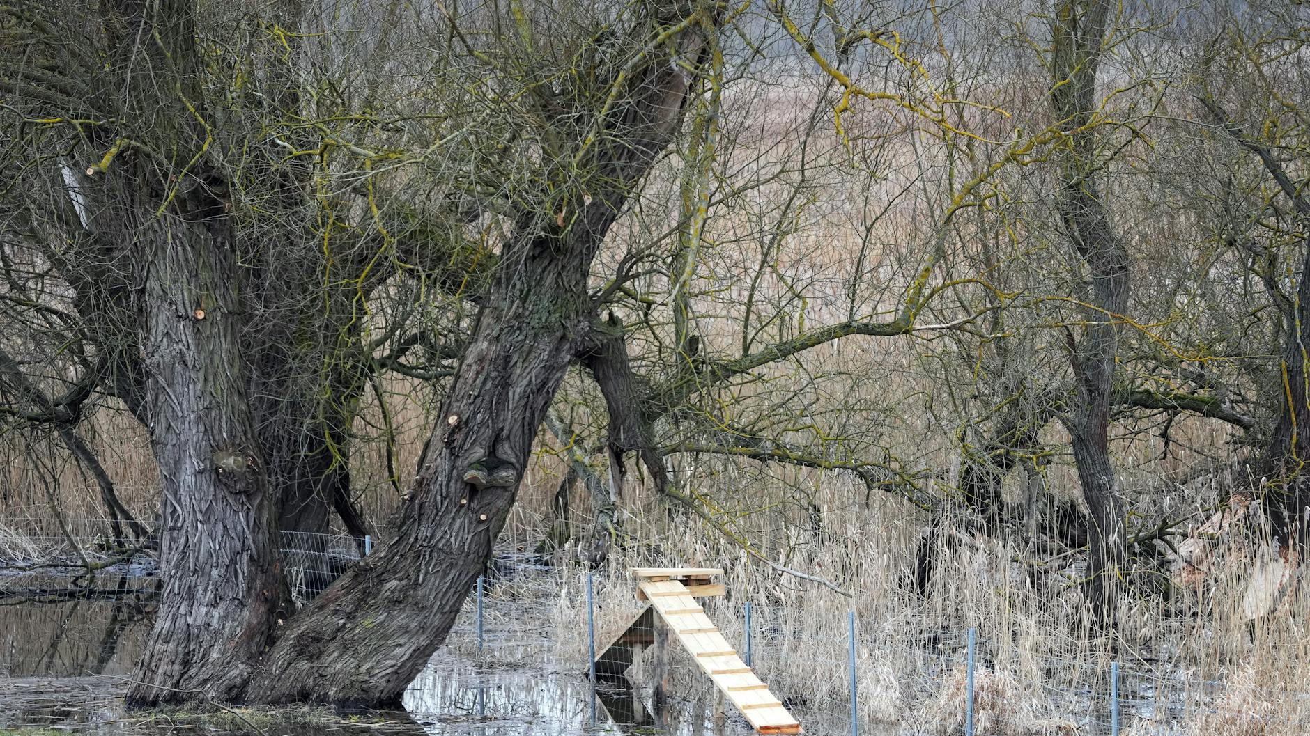 Eine Kleintier-Rampe aus Holz überbrückt im Nationalpark Unteres Odertal den Schutzzaun gegen Wildschweine, der vor kurzem wegen der Afrikanischen Schweinepest (ASP) errichtet wurde.