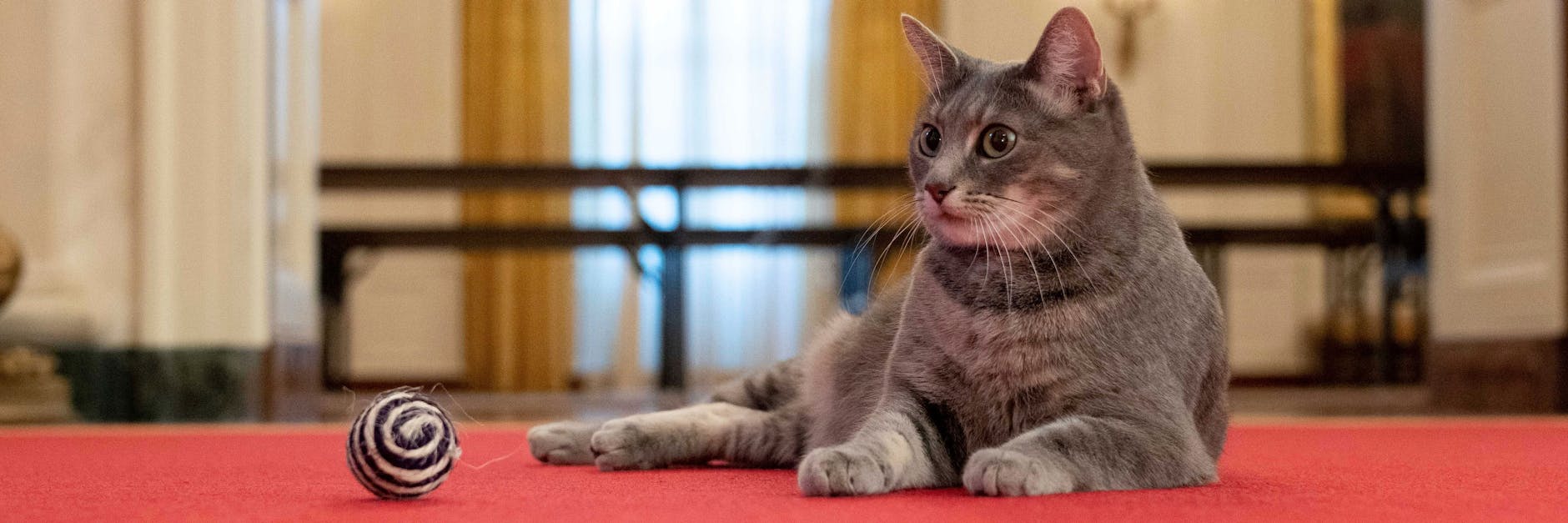 Willow, die neue Hauskatze von US-Präsident Biden und seiner Frau Jill.