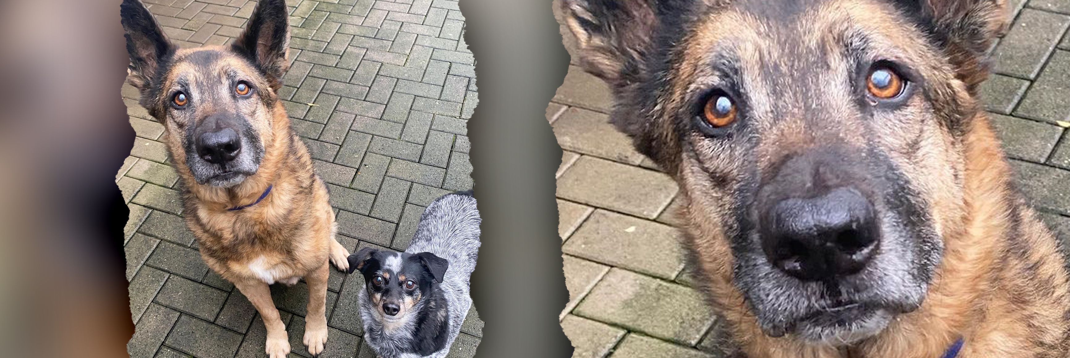Image - Ihre Geschichte rührt zu Tränen! Was diesen beiden süßen Hunden passierte, ist so schrecklich… nun suchen sie ein Zuhause