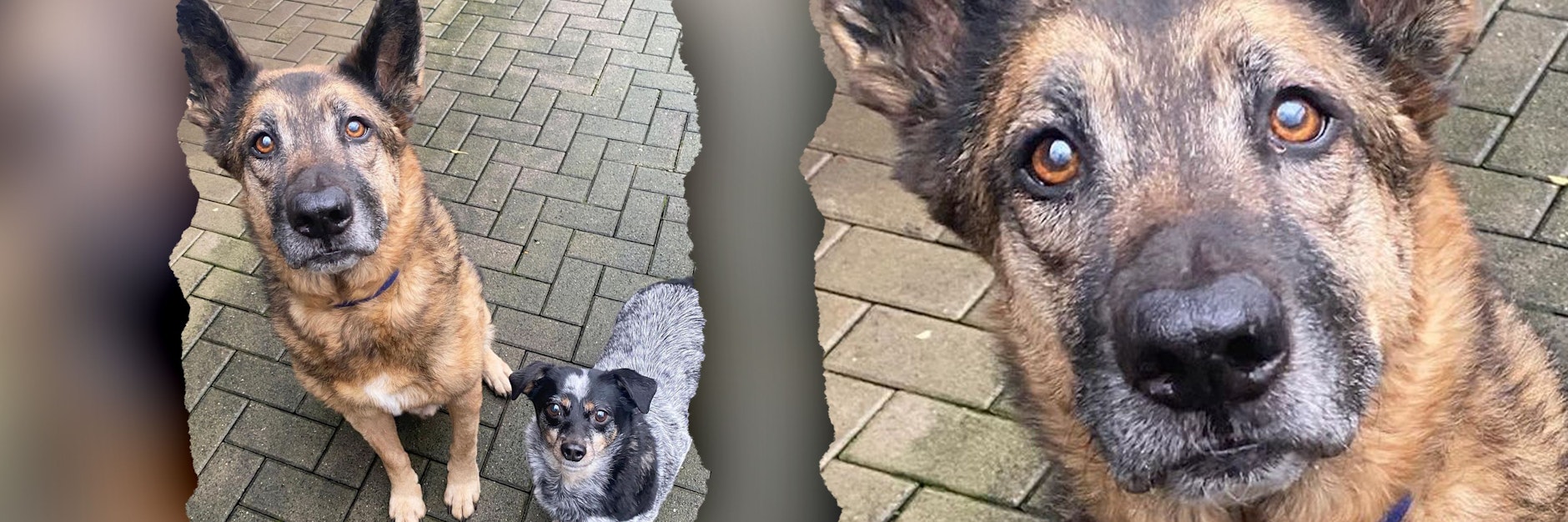 Lucky und Peggy sind momentan im Tierheim Köln-Dellbrück untergebracht.