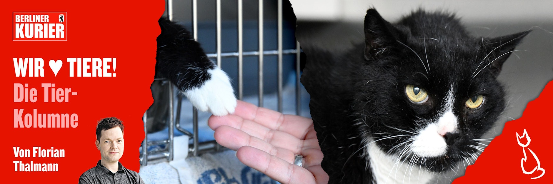 Kater Felix wurde mit 18 Jahren ins Tierheim abgeschoben, verstarb dort nun. 