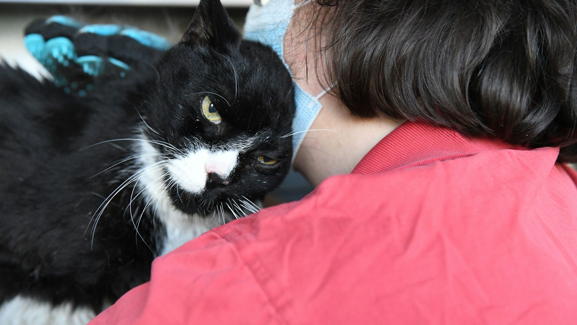 Felix war ein zutraulicher Kater, der seine letzten Tage sicher gern in seiner vertrauten Umgebung verbracht hätte.
