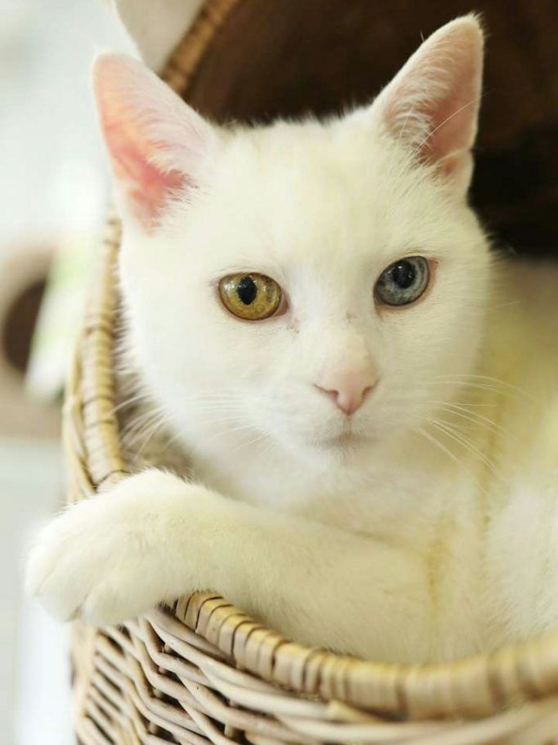 Merlin ist ein wunderschöner Kater, dessen Besitzer aber leider verstarb. Nun wartet er auf ein neues Zuhause. Telefon für Interessenten:&nbsp;030 76 888 236.