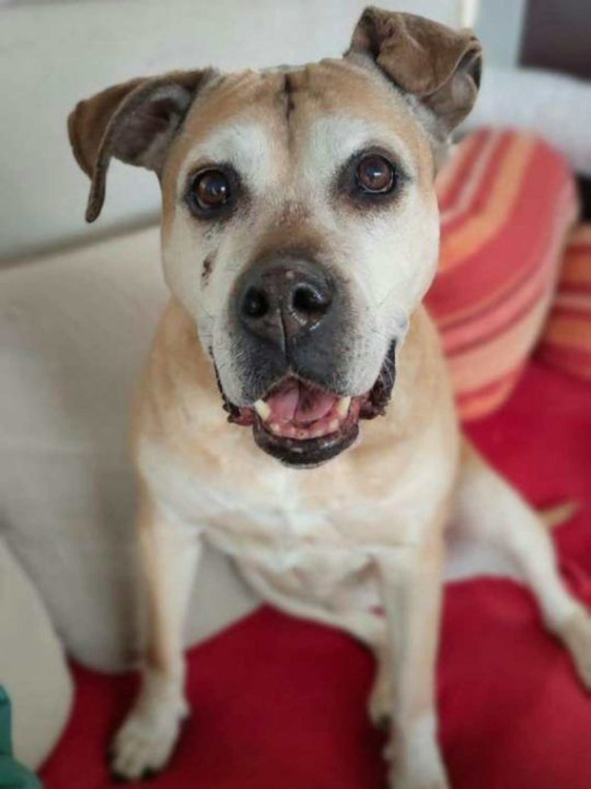 Pummelchen sitzt schon seit fünf Jahren im Tierheim. Wer gibt dem süßen Hund ein neues Zuhause? Telefon für Interessenten: 030 76 888 220.