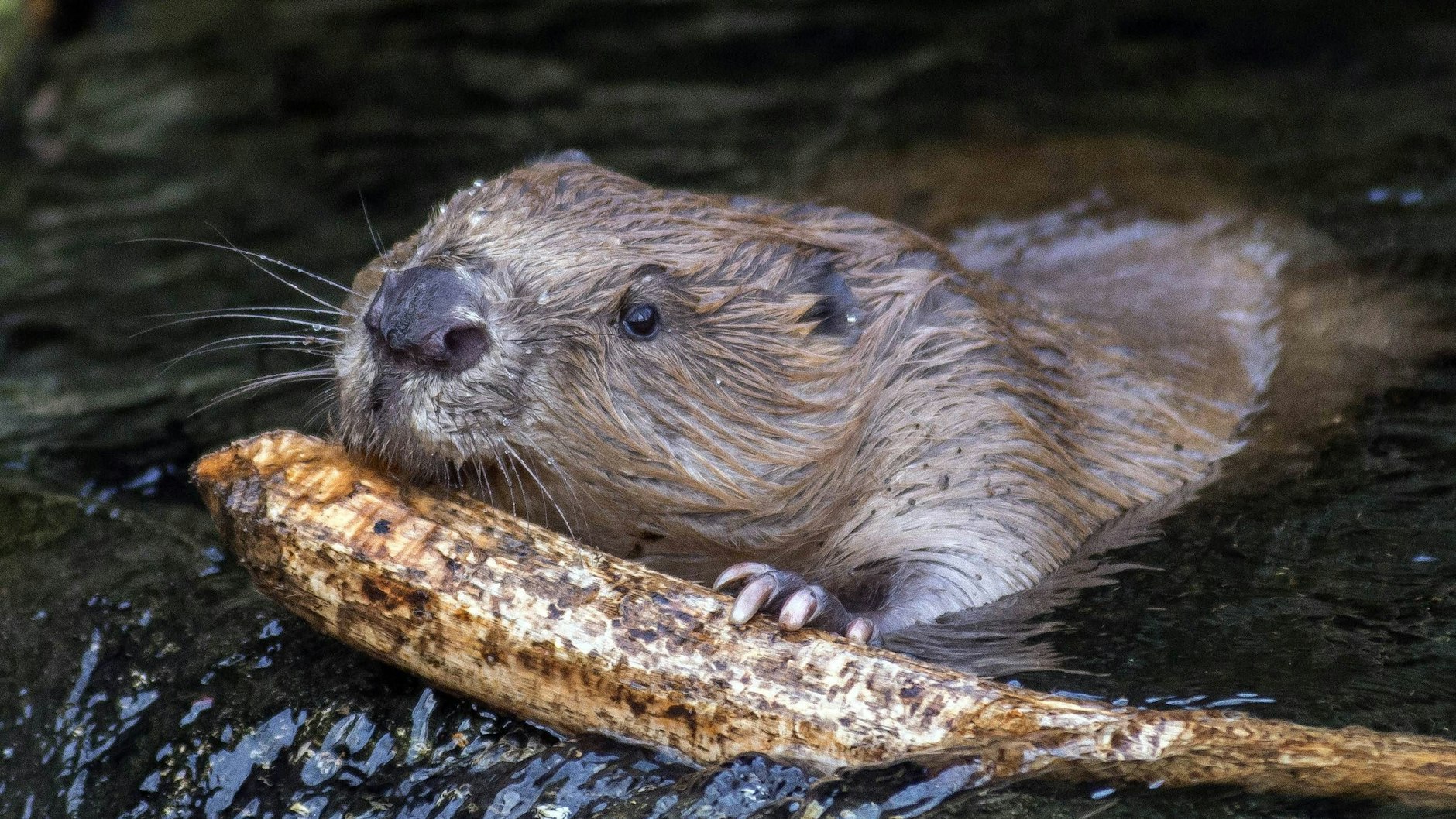 Ein Vegetarier in Aktion. Im Winter verzehrt ein Biber mehrere Kilo Rinde pro Tag. Dieses Exemplar wurde ebenfalls in Charlottenburg fotografiert – allerdings im Zoologischen Garten.