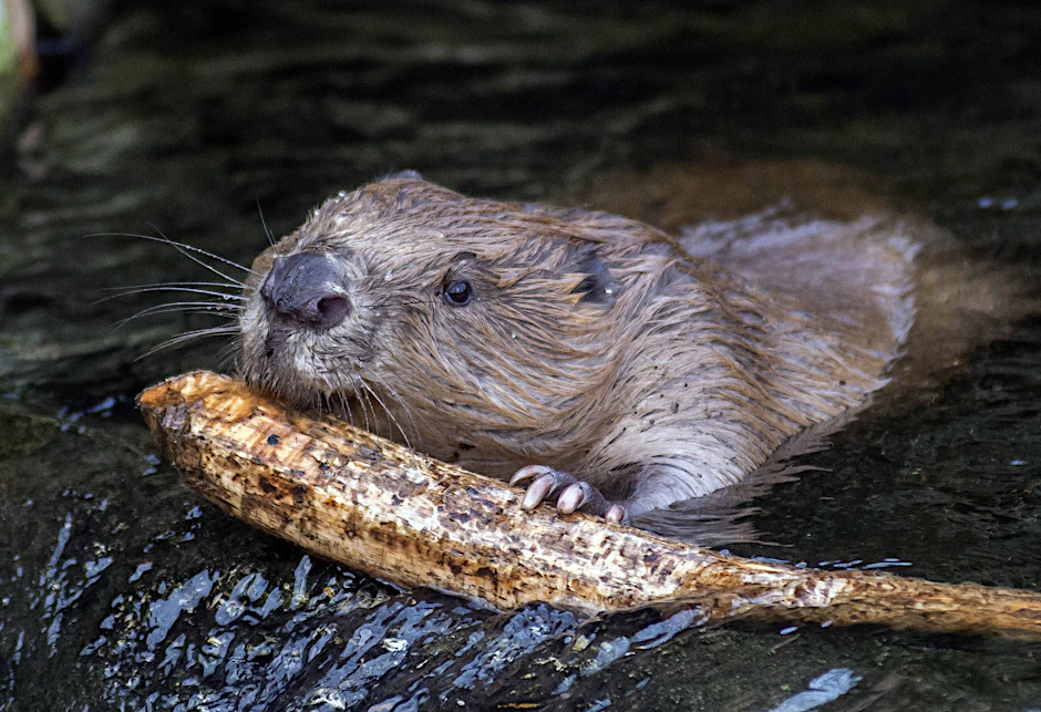 Ein Vegetarier in Aktion. Im Winter verzehrt ein Biber mehrere Kilo Rinde pro Tag. Dieses Exemplar wurde ebenfalls in Charlottenburg fotografiert – allerdings im Zoologischen Garten.