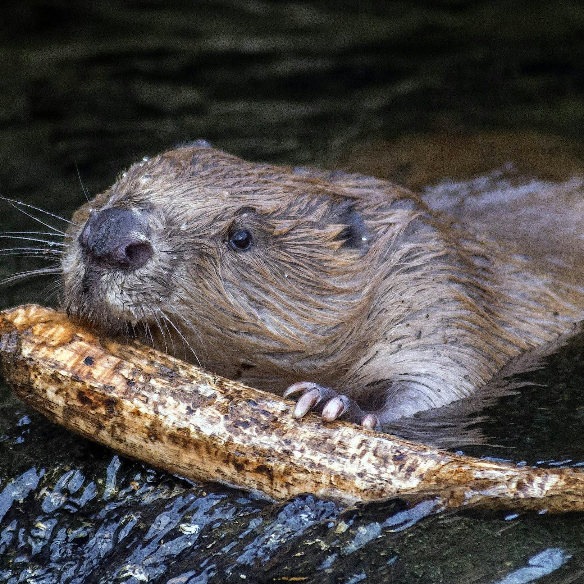 Wohnhöhle, Flur, Badestelle: In Berlin gibt es jetzt einen Plattenbau für Biber