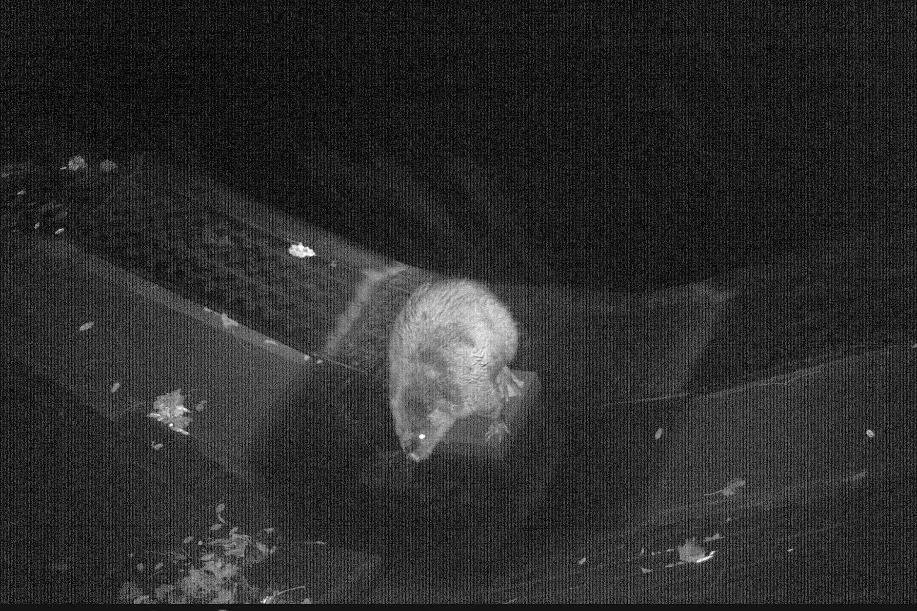 Ein Biber unterwegs auf der Wehrinsel Charlottenburg. Eine Wildtierkamera hat ihn auf der Treppe fotografiert.