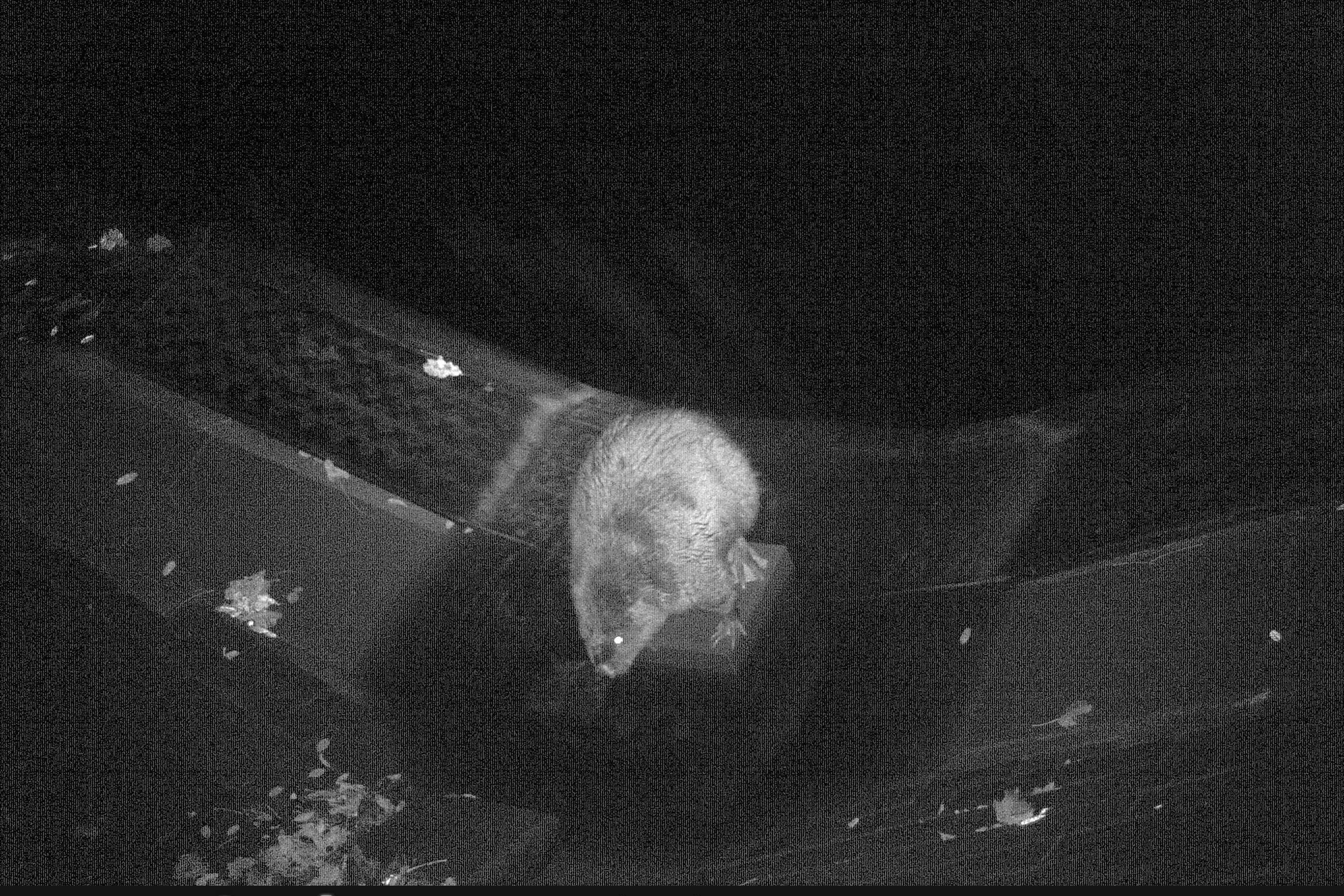 Ein Biber unterwegs auf der Wehrinsel Charlottenburg. Eine Wildtierkamera hat ihn auf der Treppe fotografiert.
