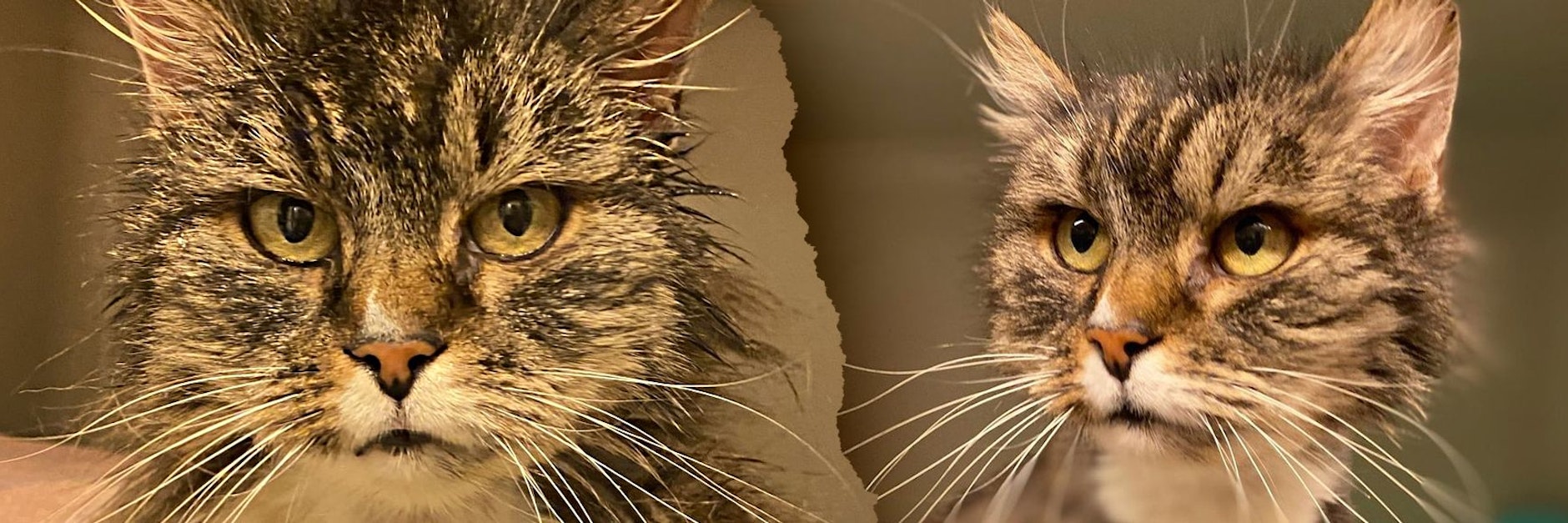 Ute guckt grimmig - was sie aber erlebt hat, während sie auf sich allein gestellt war, weiß niemand.