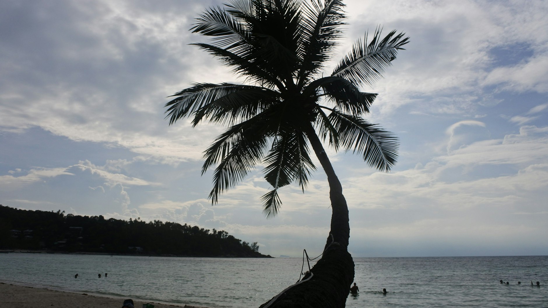 Erinnerung und Vorfreude: Diese Palme wird uns wiedersehen.