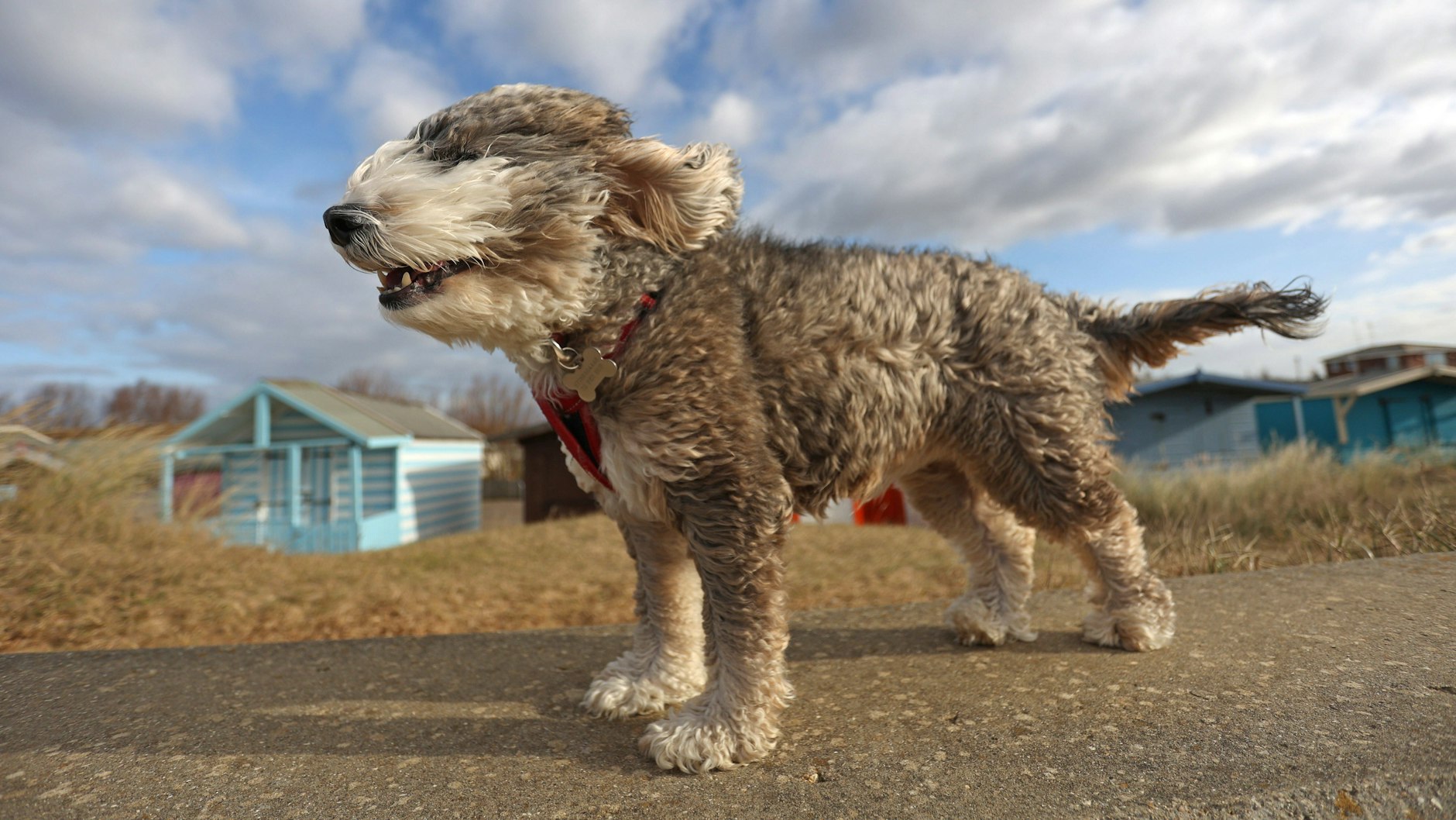 Dieser Hund trotzt dem Sturm.
