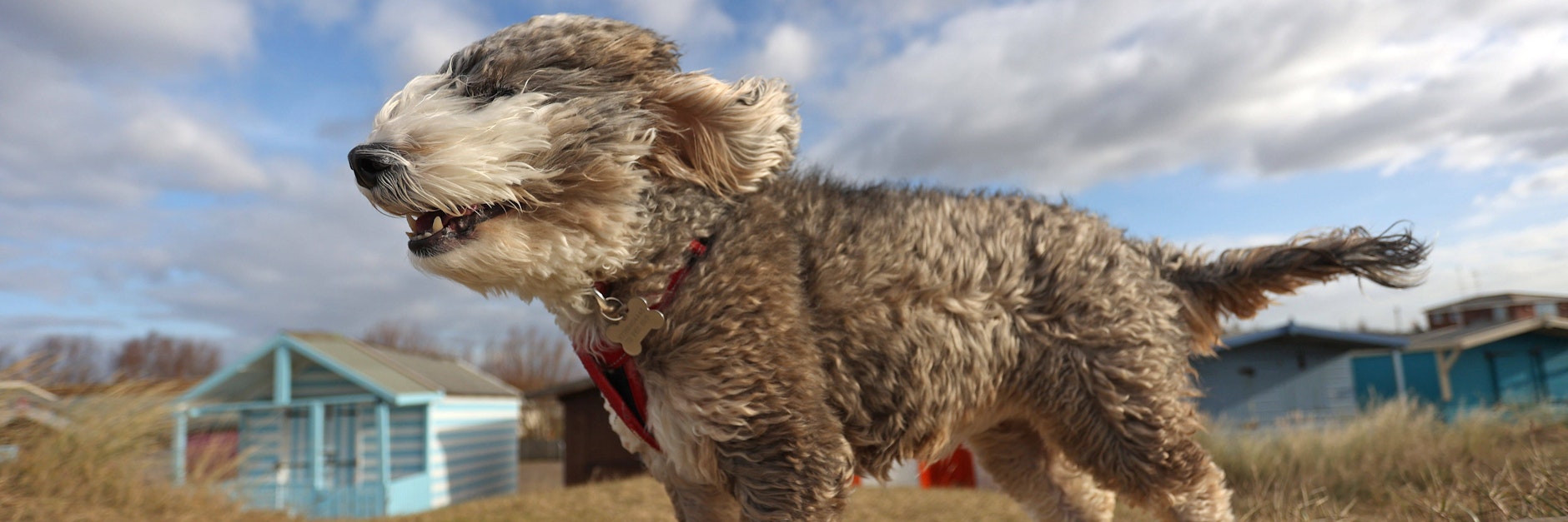 Sturm ist, wenn die Hunde (und Schafe) keine Locken mehr haben.