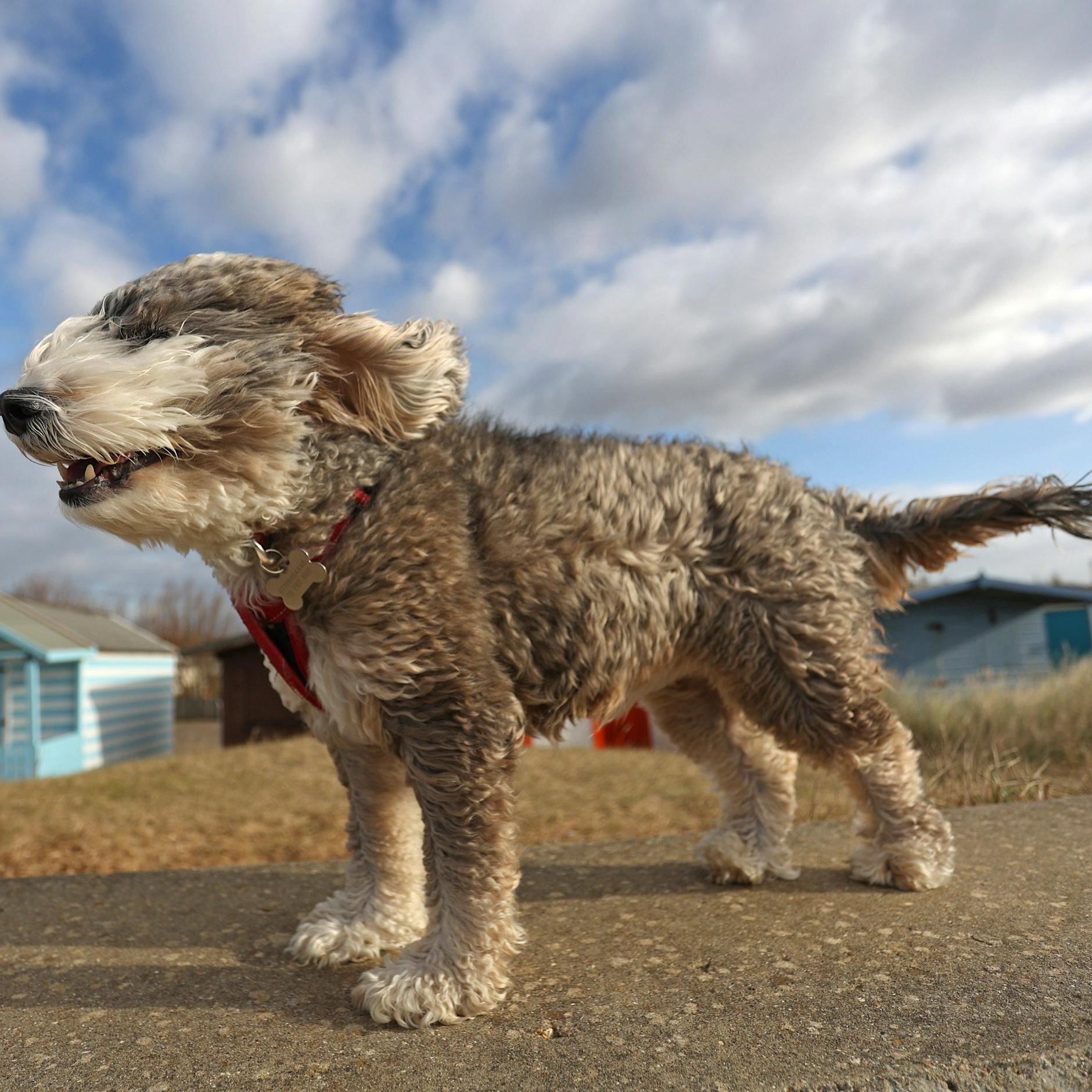 Hunde gehören nicht zum Existenzminimum