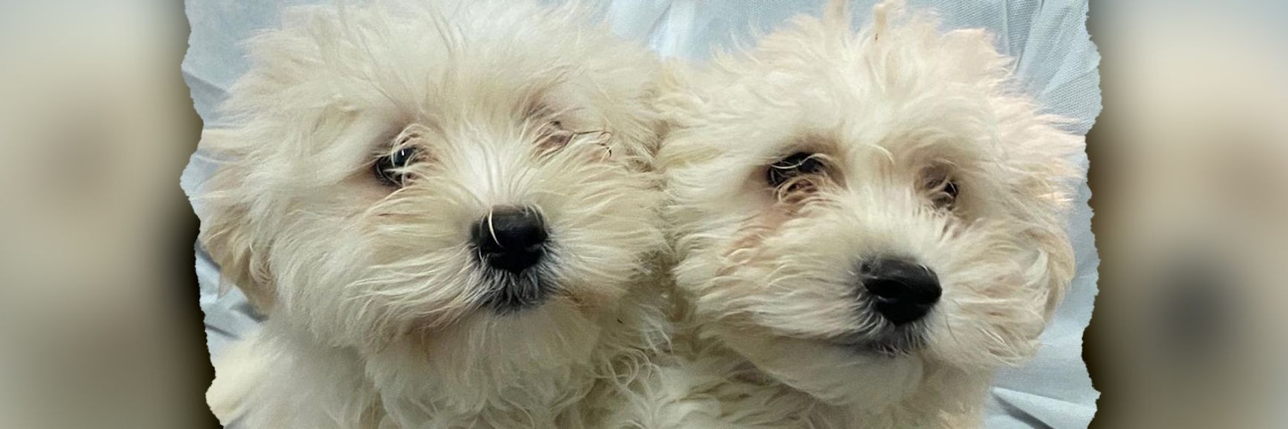 Stan und Oli wurden von ihren Besitzern in einem Karton auf dem Balkon gehalten.