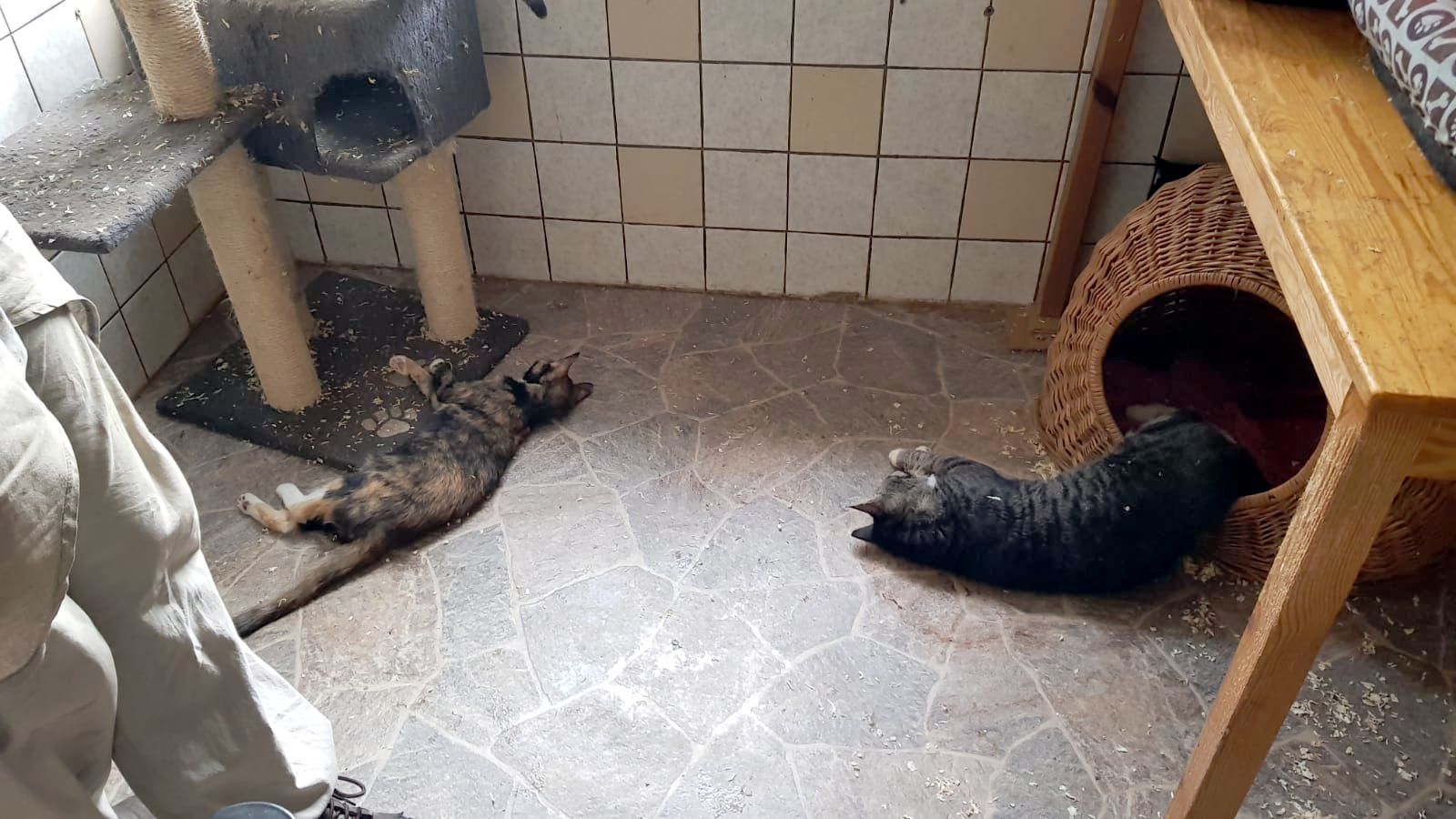 Image - Tote Katzen, kranke Schweine! Unfassbare Zustände im Tierheim Wesendahl – ein Schreckensort für Tiere