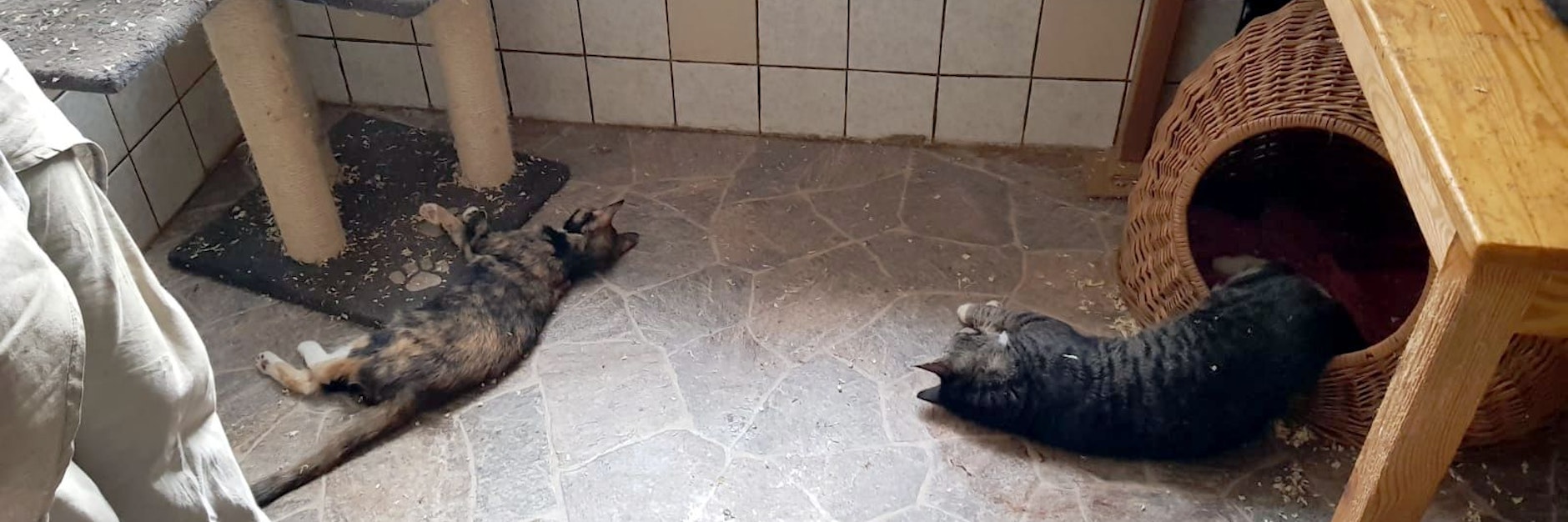 Zwei verendete Katzen im Tierheim.