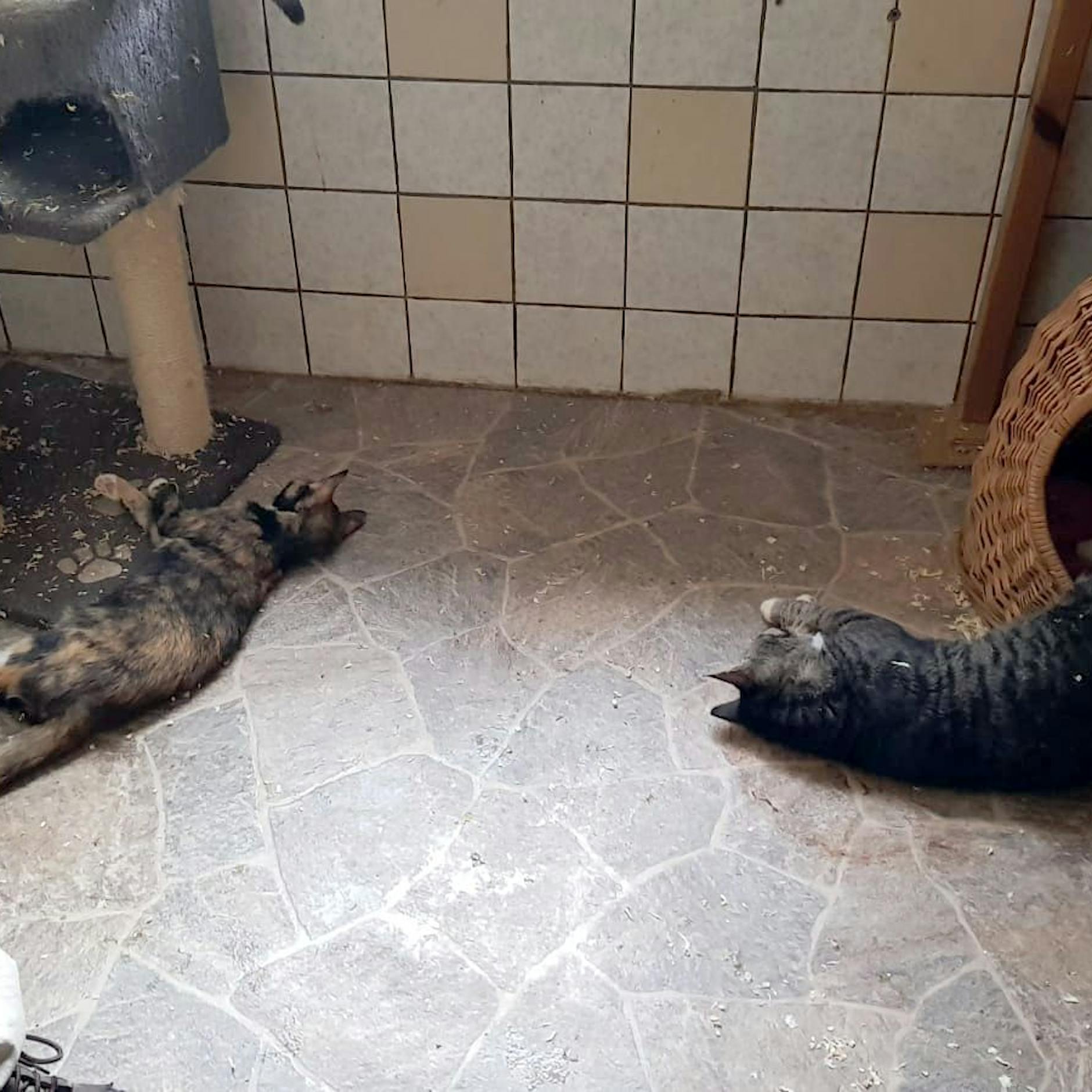 Tote Katzen, kranke Schweine! Unfassbare Zustände im Tierheim Wesendahl – ein Schreckensort für Tiere