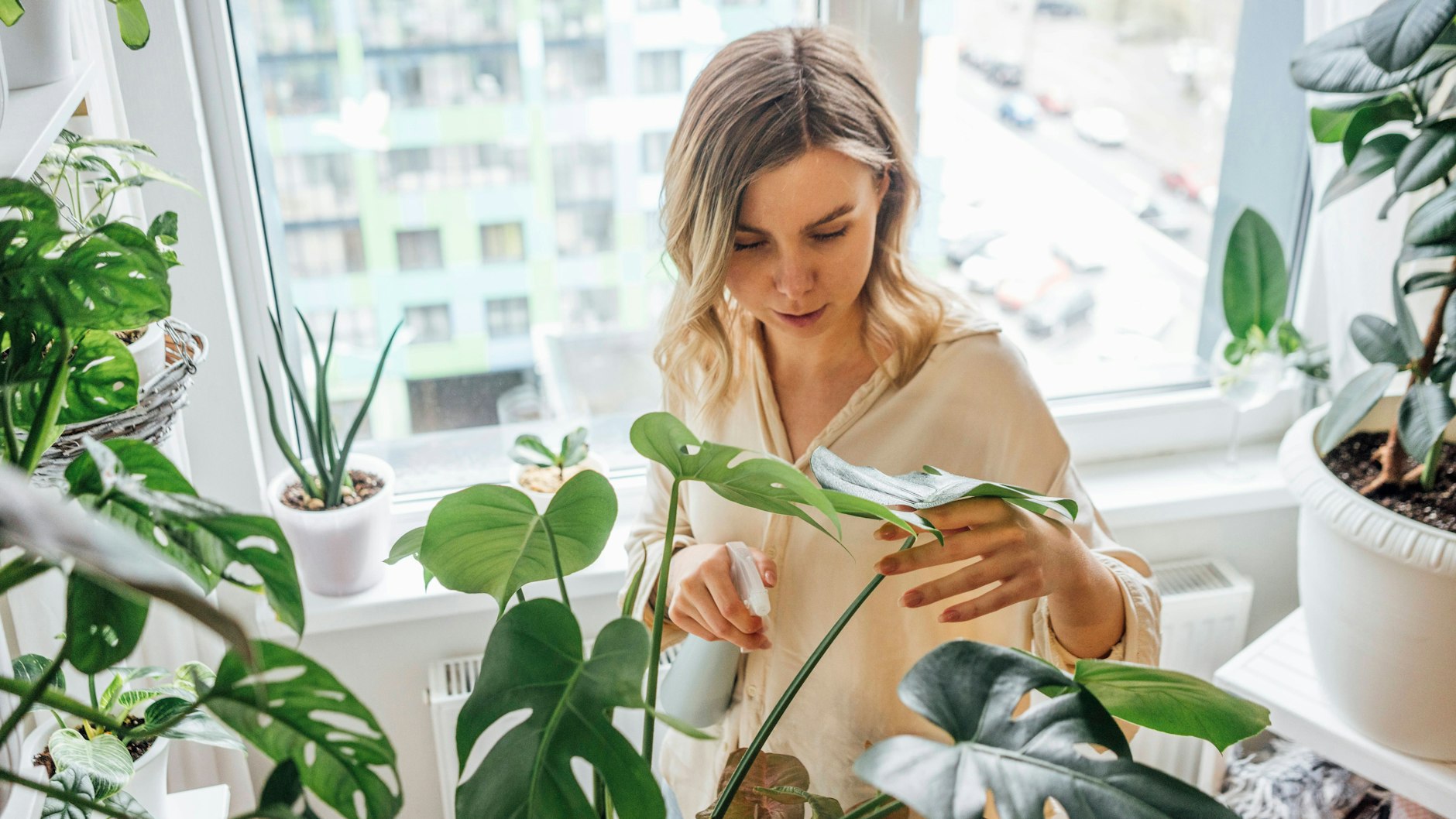 Sie können Ihre Monstera hin und wieder mit zimmerwarmem Regenwasser oder destilliertem Wasser einsprühen.