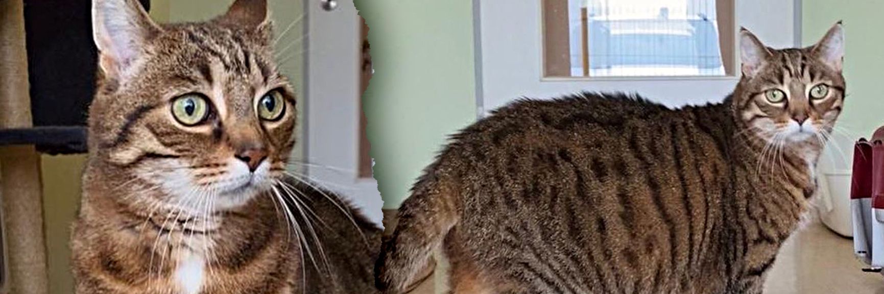 Image - „Rüstiger Rentner sucht Zuhause“: Unglaublich traurig! Katzen-Opa Felix landete im Tierheim – und versteht die Welt nicht mehr…