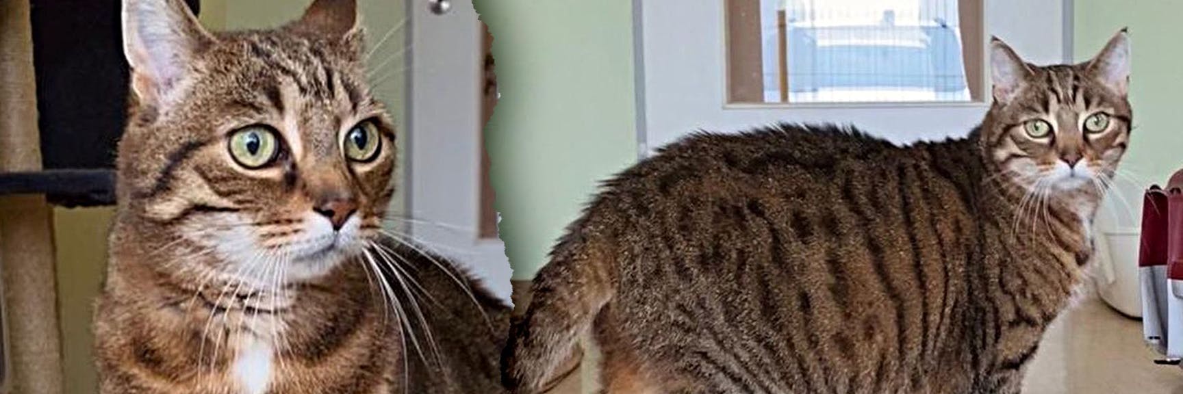 Katzen-Opi Felix verkroch sich, als er ins Tierheim Stendal kam, zuerst immer in einer Kiste. Denn er verstand die Welt nicht mehr.