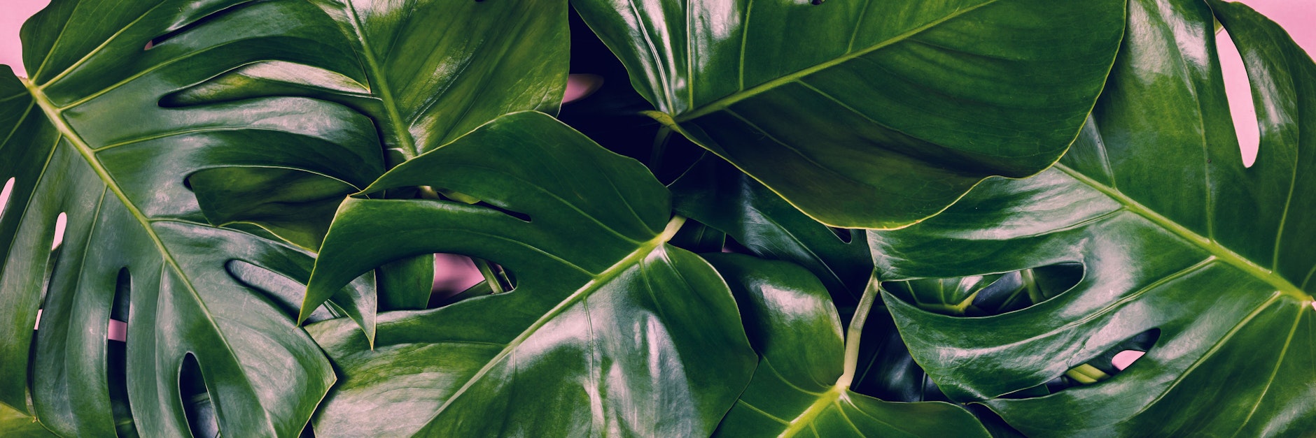 Das Fensterblatt (Monstera deliciosa) ist eine der beliebtesten grünen Zimmerpflanzen.