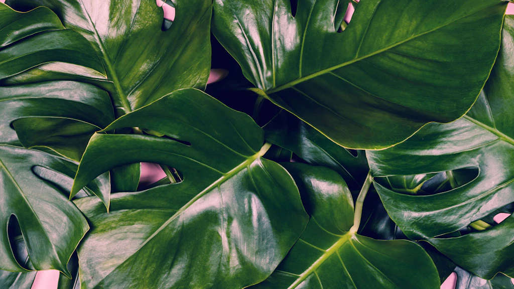 Luftwurzeln beim Fensterblatt abschneiden oder nicht? Die besten Tipps zur  Pflege der Monstera