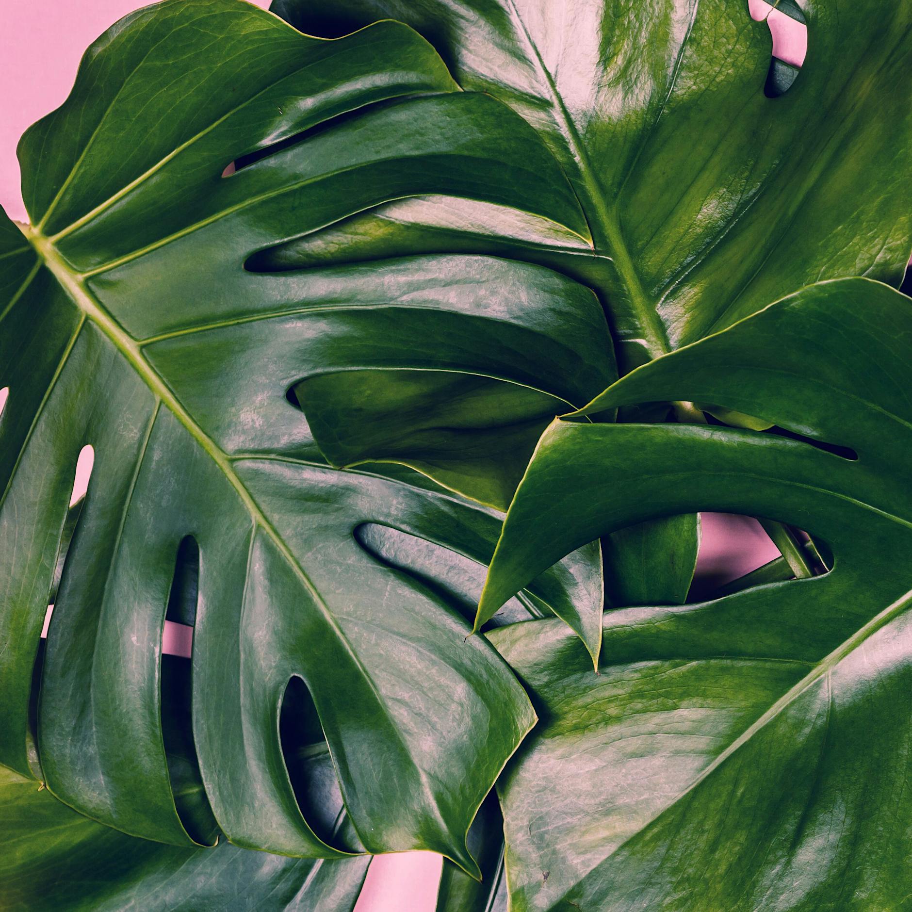 Luftwurzeln beim Fensterblatt abschneiden oder nicht? Die besten Tipps zur Pflege der Monstera