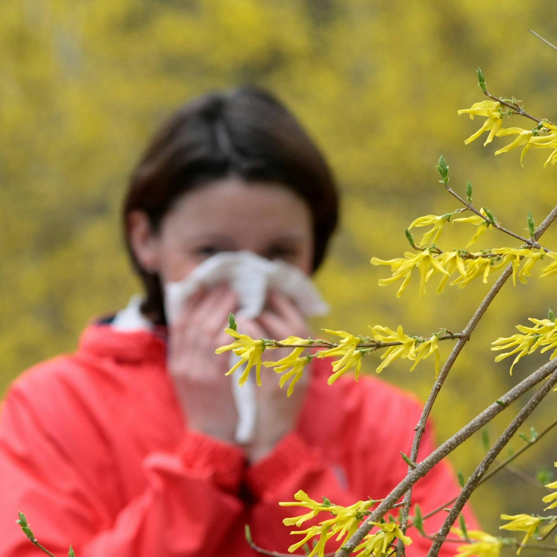 Pollenflug: So können sich Allergiker schützen