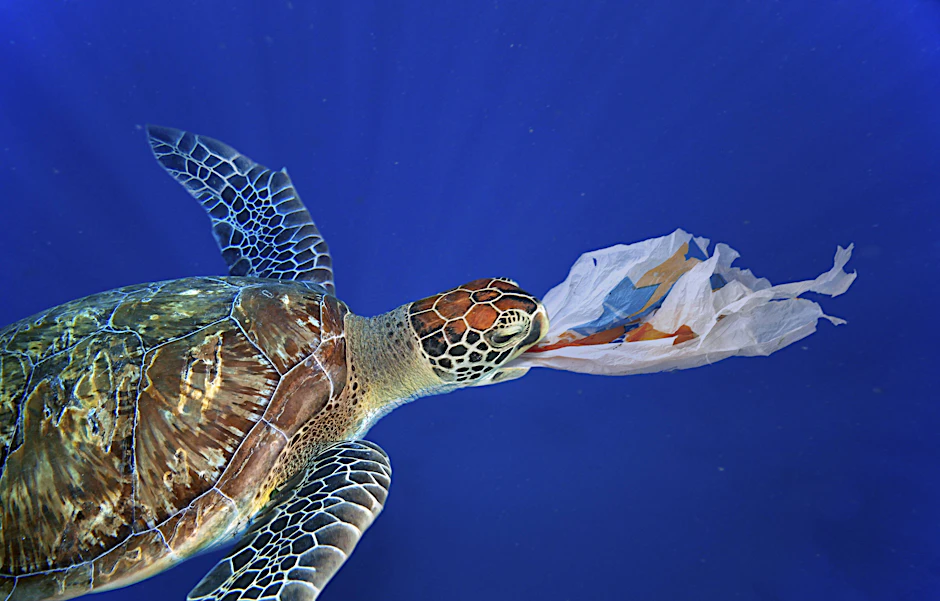 Schildkröten verwechseln Plastikteile oft mit Beutetieren.
