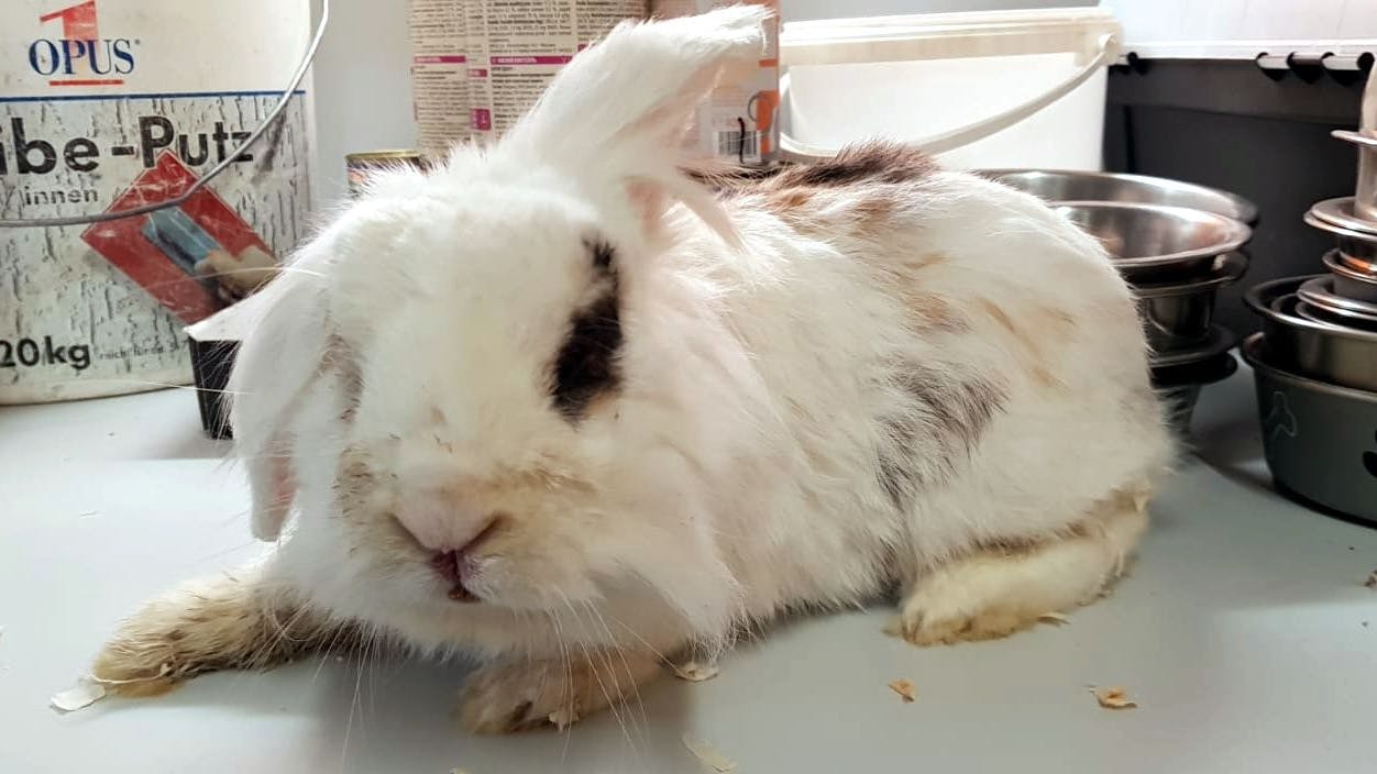 Ein krankes Kaninchen liegt unbehandelt auf einem Tisch herum.