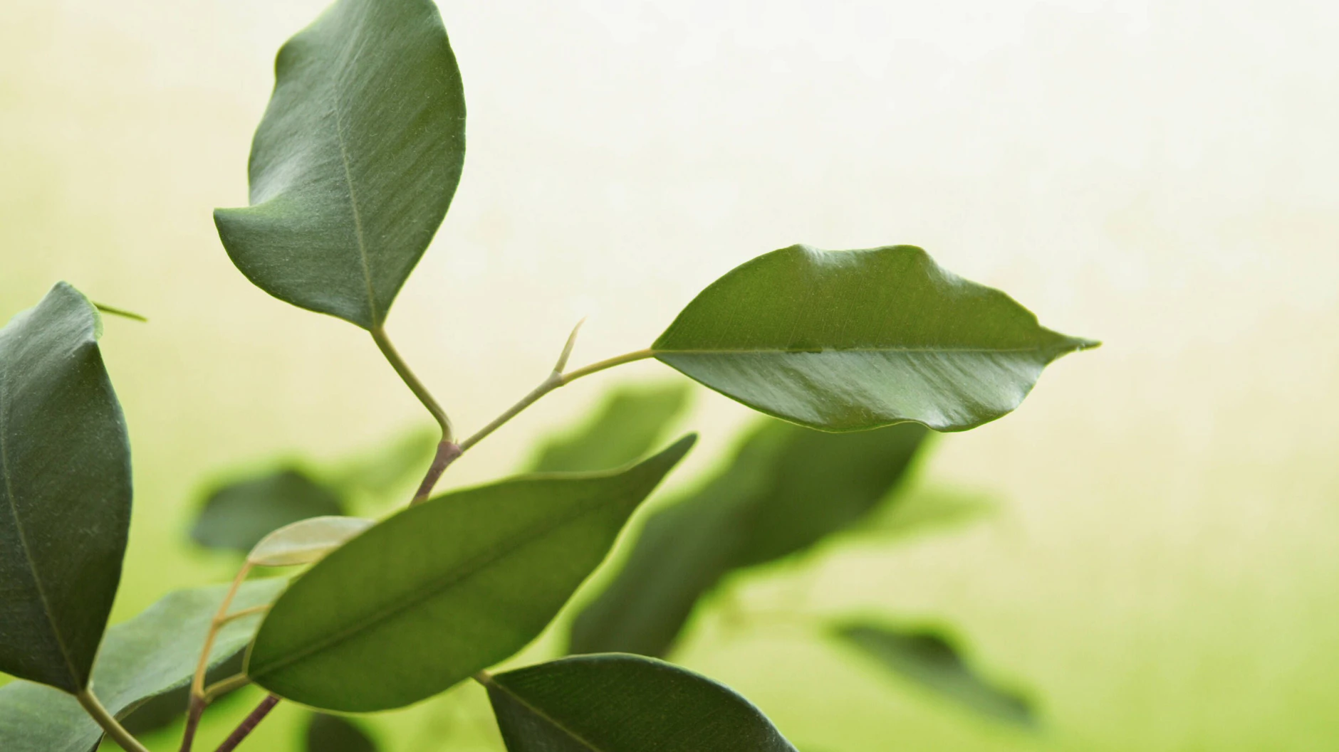 Der Ficus verliert grne Bltter  DAS ist der Grund und DAS knnen Sie fr  Ihre Birkenfeige jetzt tun!