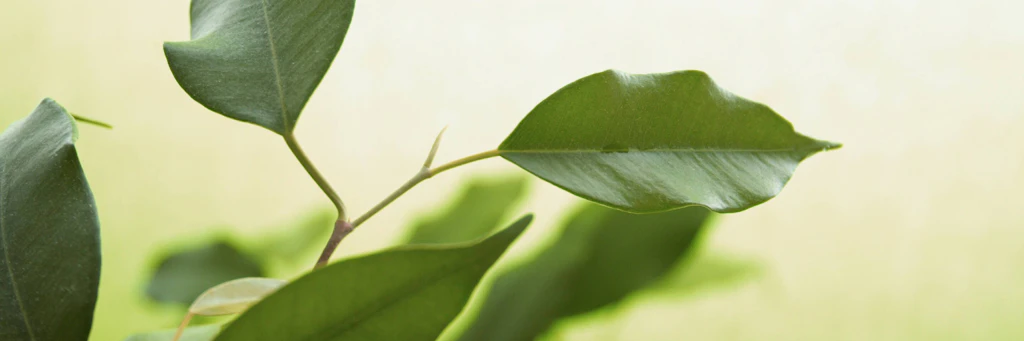 Der Ficus verliert grne Bltter  DAS ist der Grund und DAS knnen Sie fr  Ihre Birkenfeige jetzt tun!
