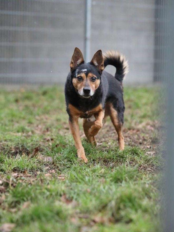 Camillo wartet im Tierheim auf ein neues Herrchen oder Frauchen. Kontakt: tiervermittlung@tierschutz-berlin.de.