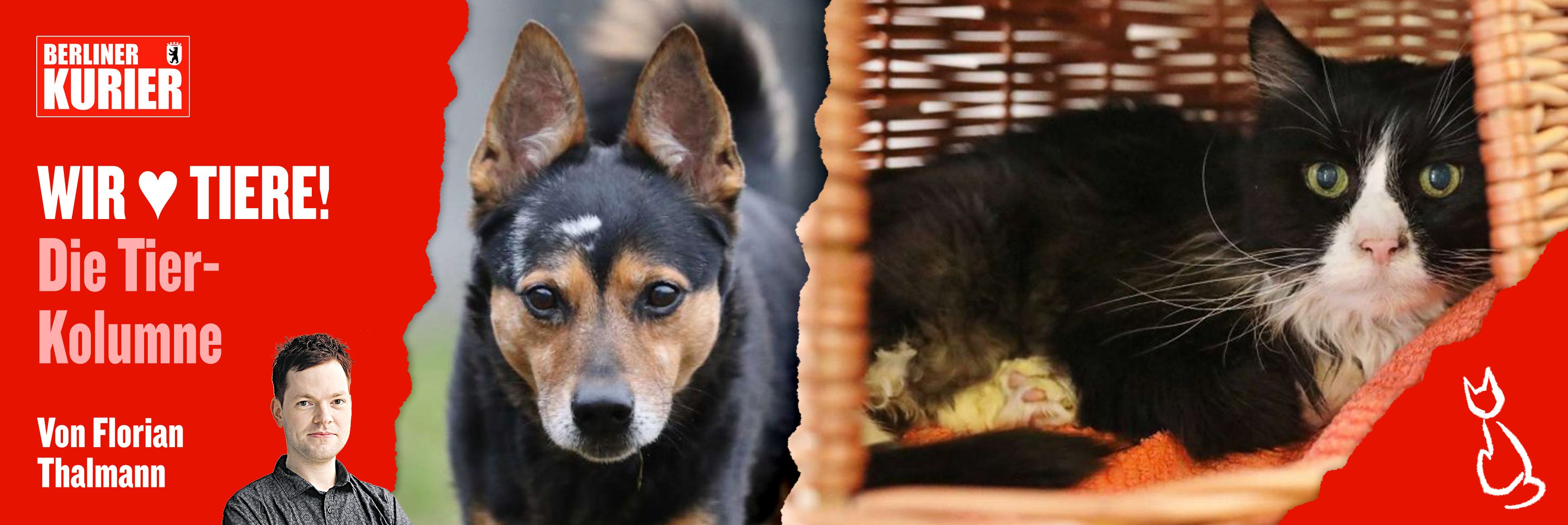 Arme Hunde-Omis und Katzen-Opis! DIESE süßen Tier-Senioren im Tierheim suchen gerade ein neues Zuhause